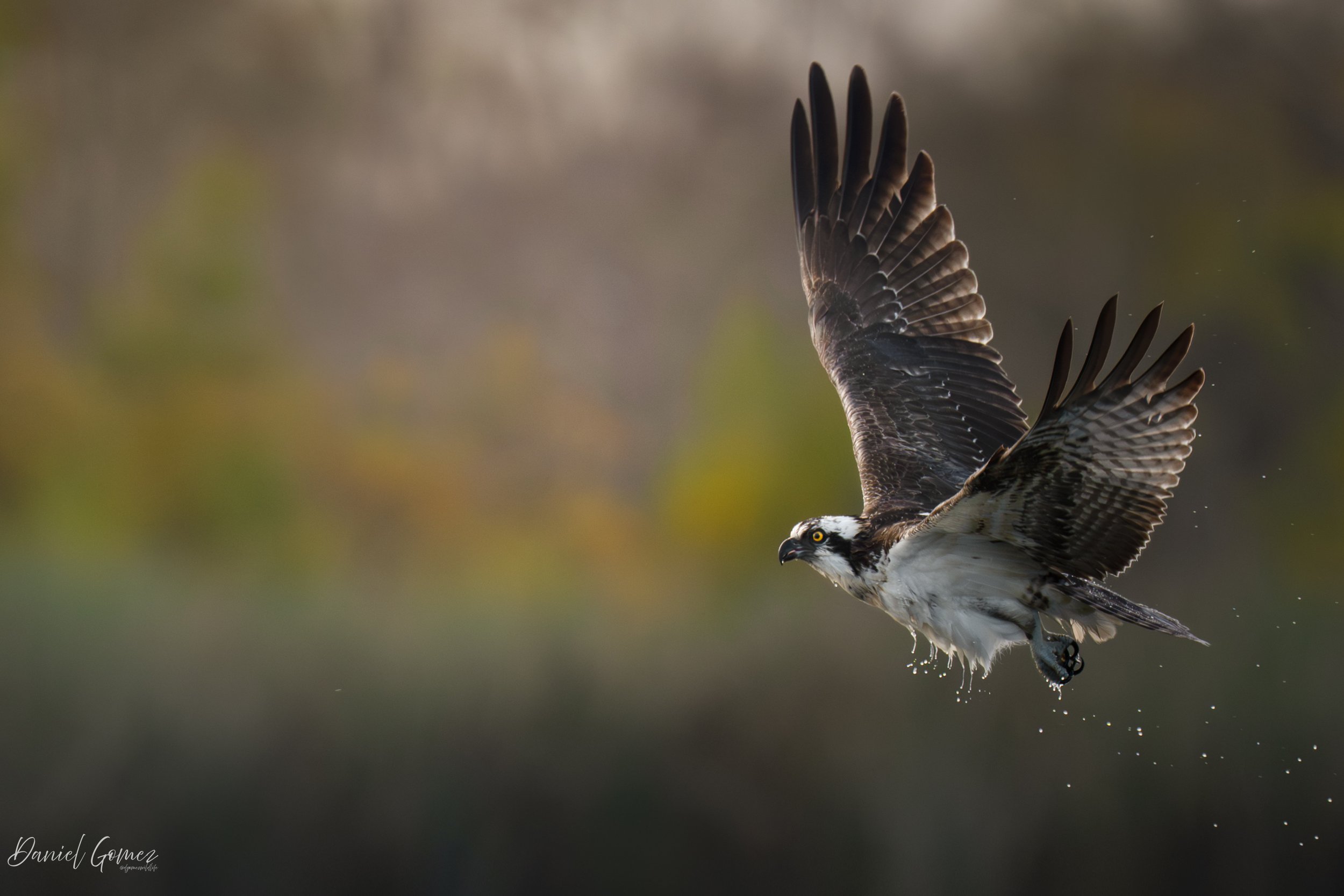 The mighty Osprey…

I almost never go out specifically looking for these guys, but this late fall and winter have been great for catching some Osprey action.

I was out photographing ducks of all things at a nearby lake when, suddenly, I heard a huge