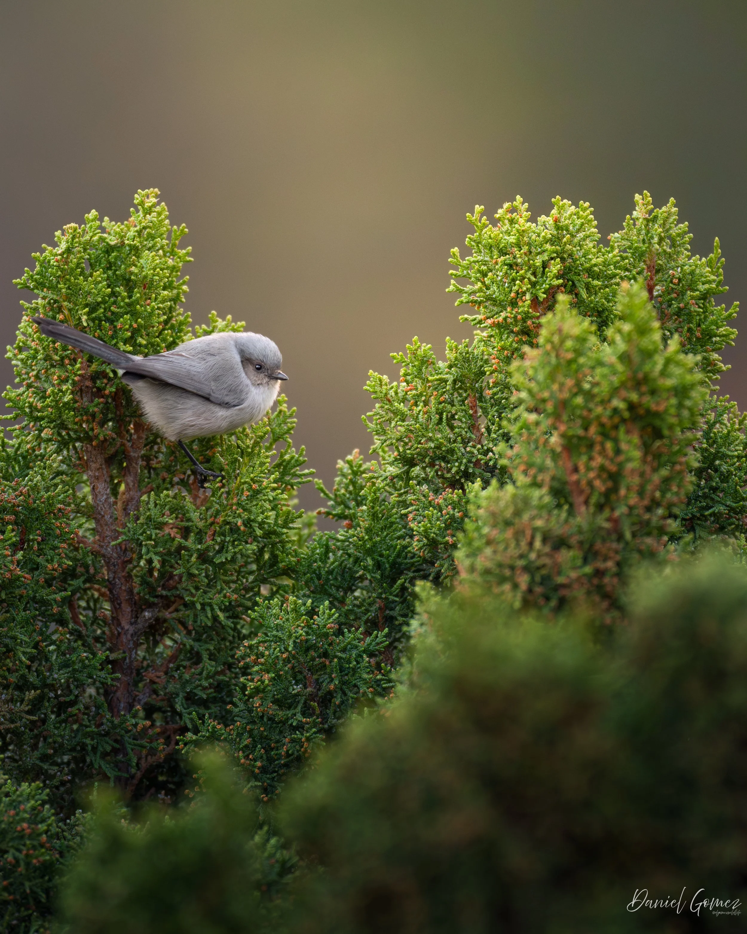 CUTE!

These little Bushtits were a surprise to be sure, but a welcome one.

Towards the end of my weeklong trip to Colorado, in November, I was fortunate enough to come across a small group of these birds, at our campsite, along a hill I had hiked. 