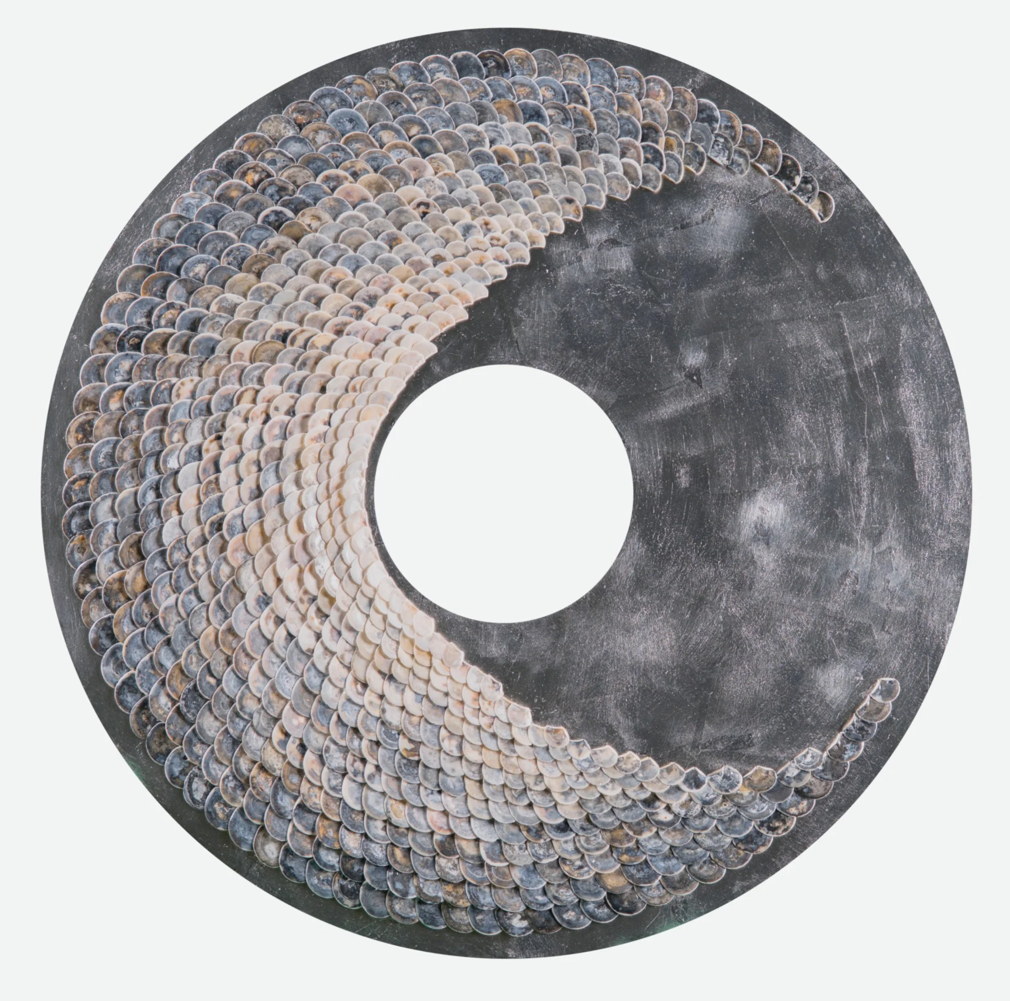 Shell_ (124).jpg