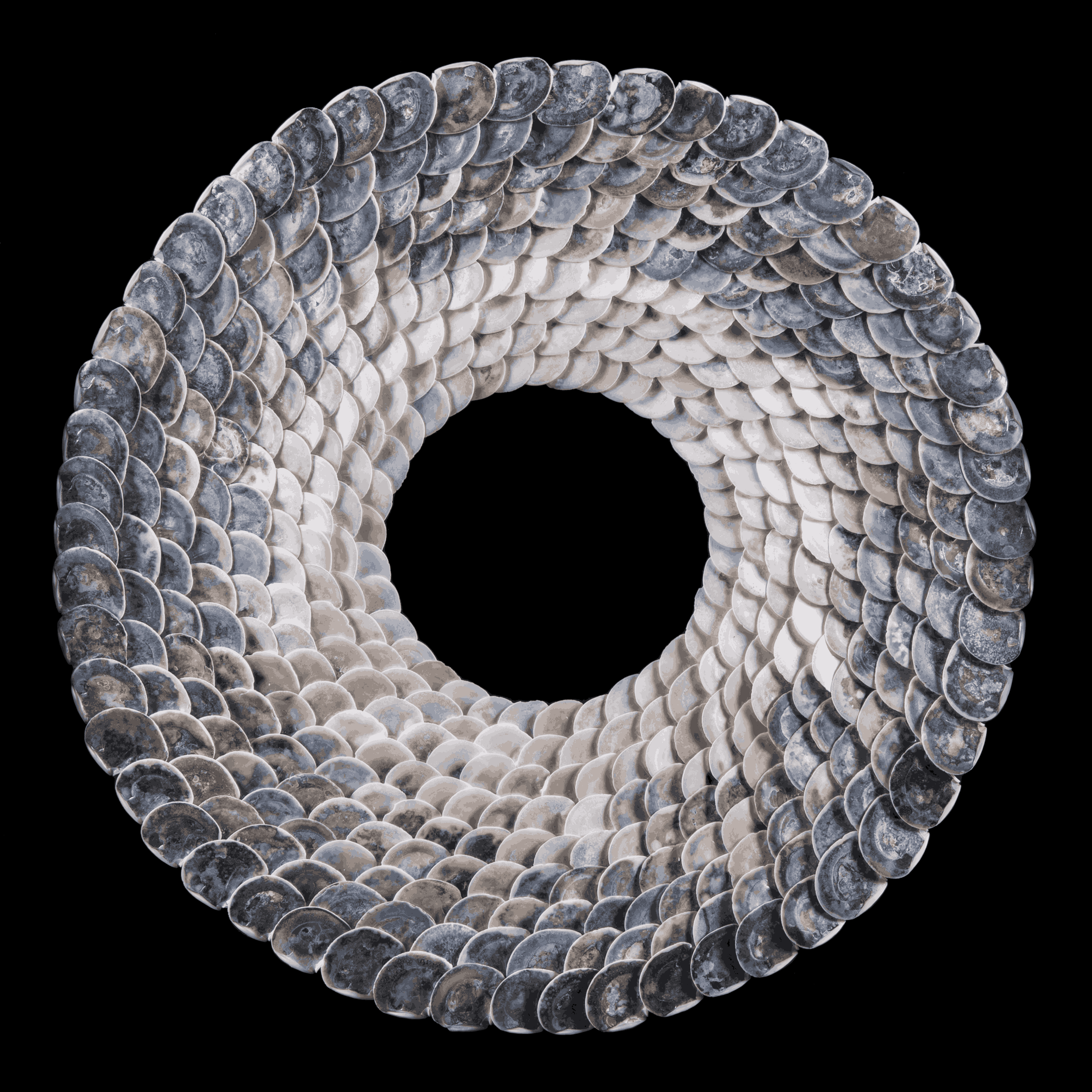 Shell_ (6).png