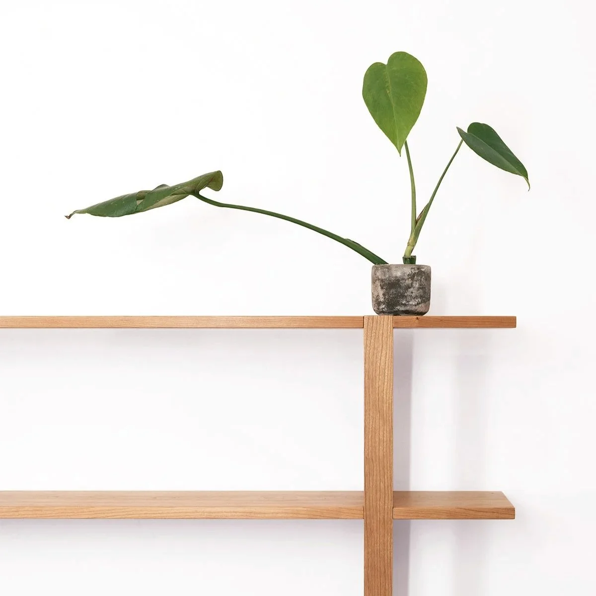 A solid black cherry wood bookshelf with a monstera plant on its top shelf, handmade in Nelson BC Canada.