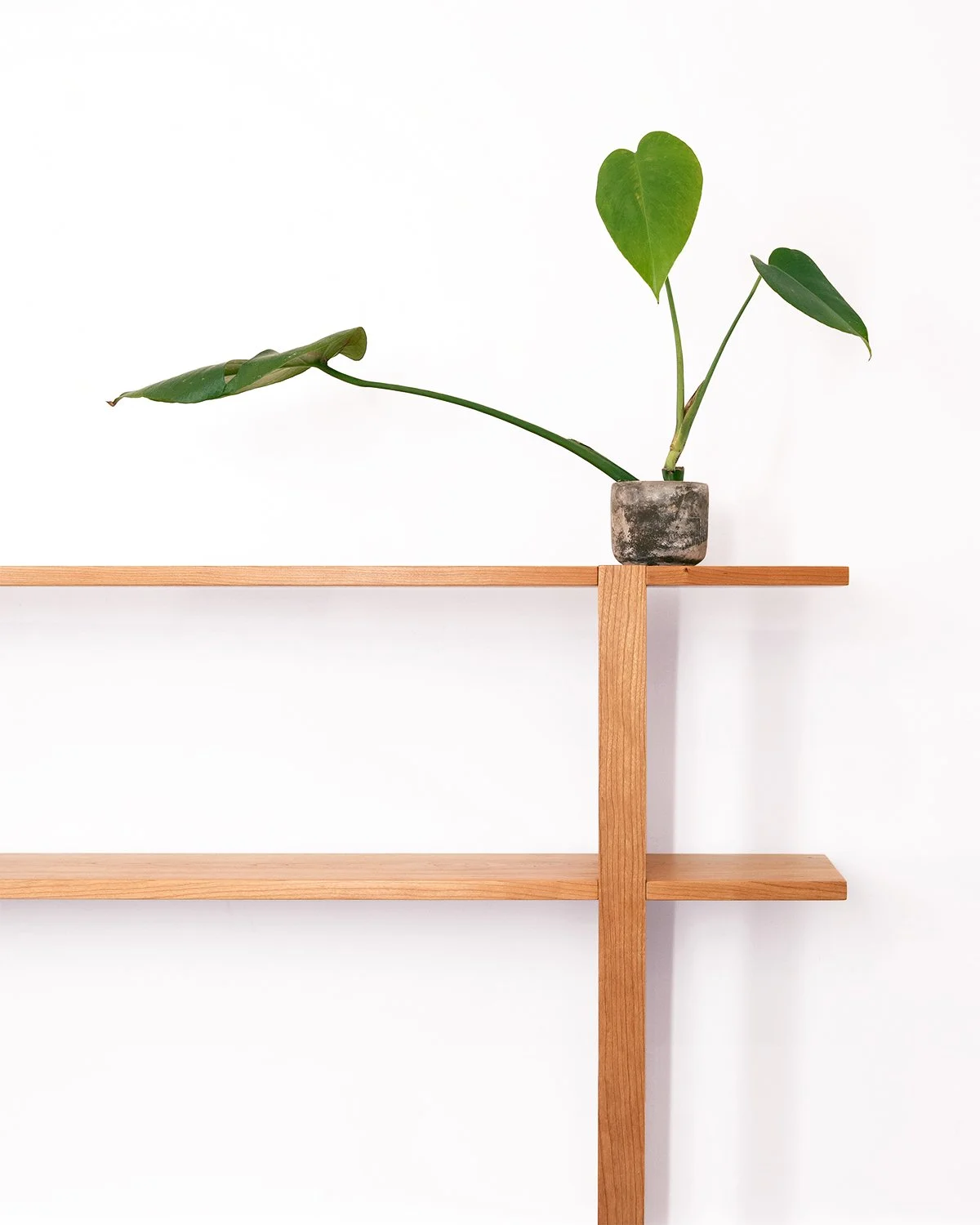 A solid black cherry wood bookshelf with a monstera plant on its top shelf, handmade in Nelson BC Canada.
