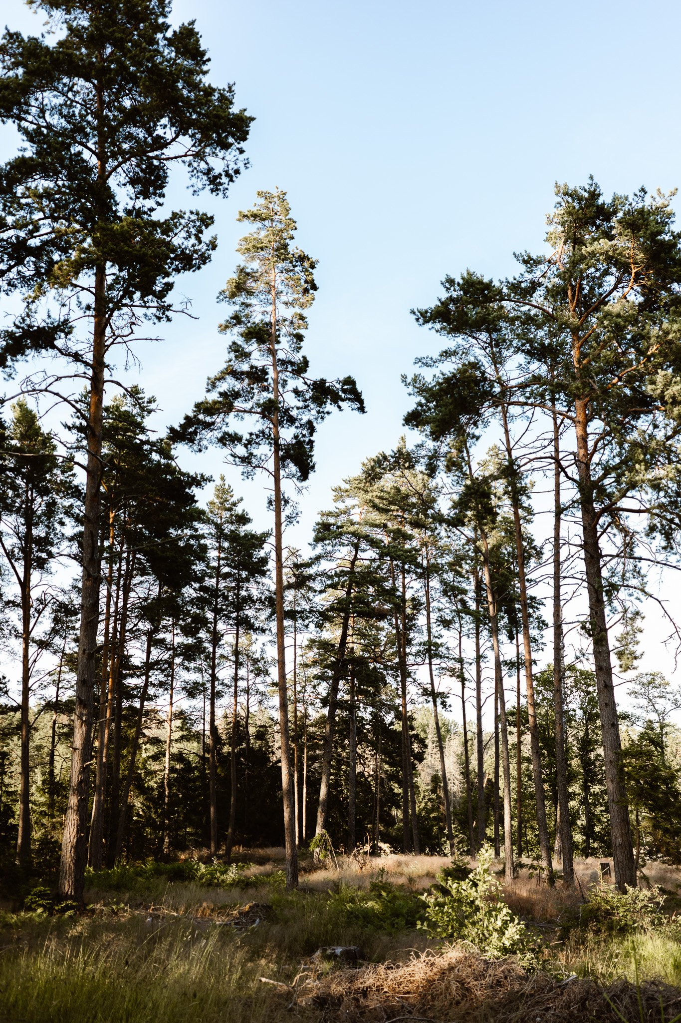 A forest with tall pine trees and a clear blue sky overhead.
