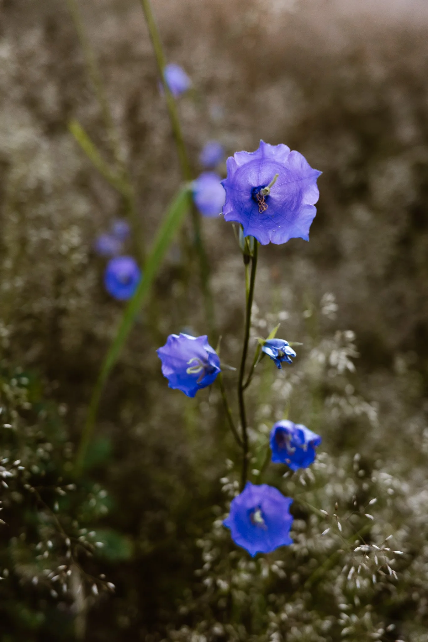 Travel nature outdoor influencer Sweden