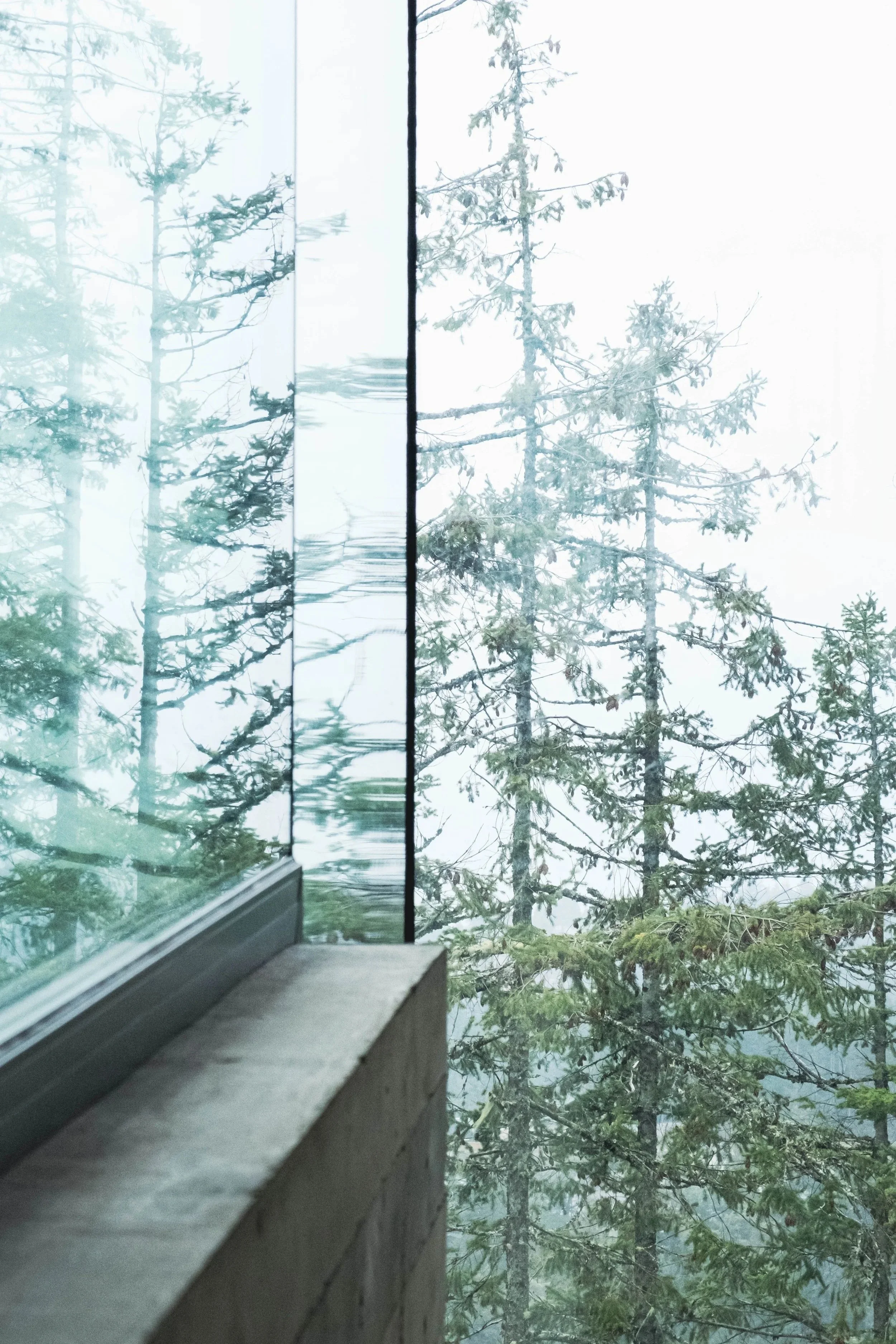 View of tall pine trees seen through a glass window from inside a building.