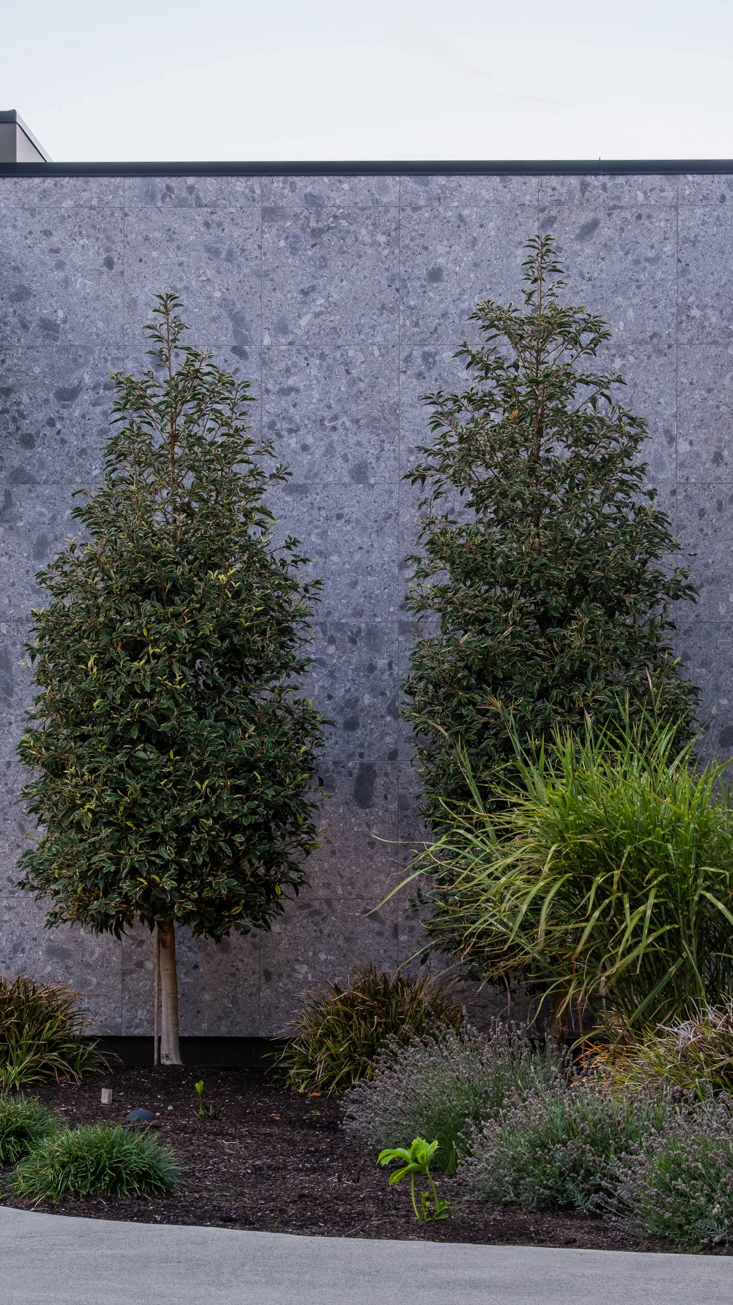 Two tall, green bushes in front of a gray stone wall with some grass and smaller plants at the base.