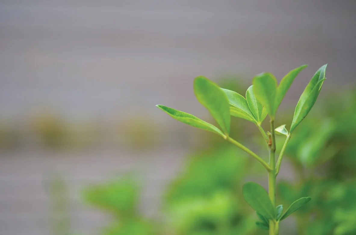 Close-up of a green plant with leaves against a blurred background.