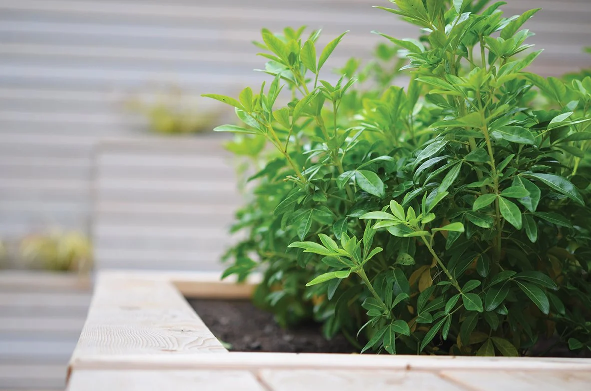 Close-up of a lush green plant growing in a wooden planter on a patio with a blurred background.