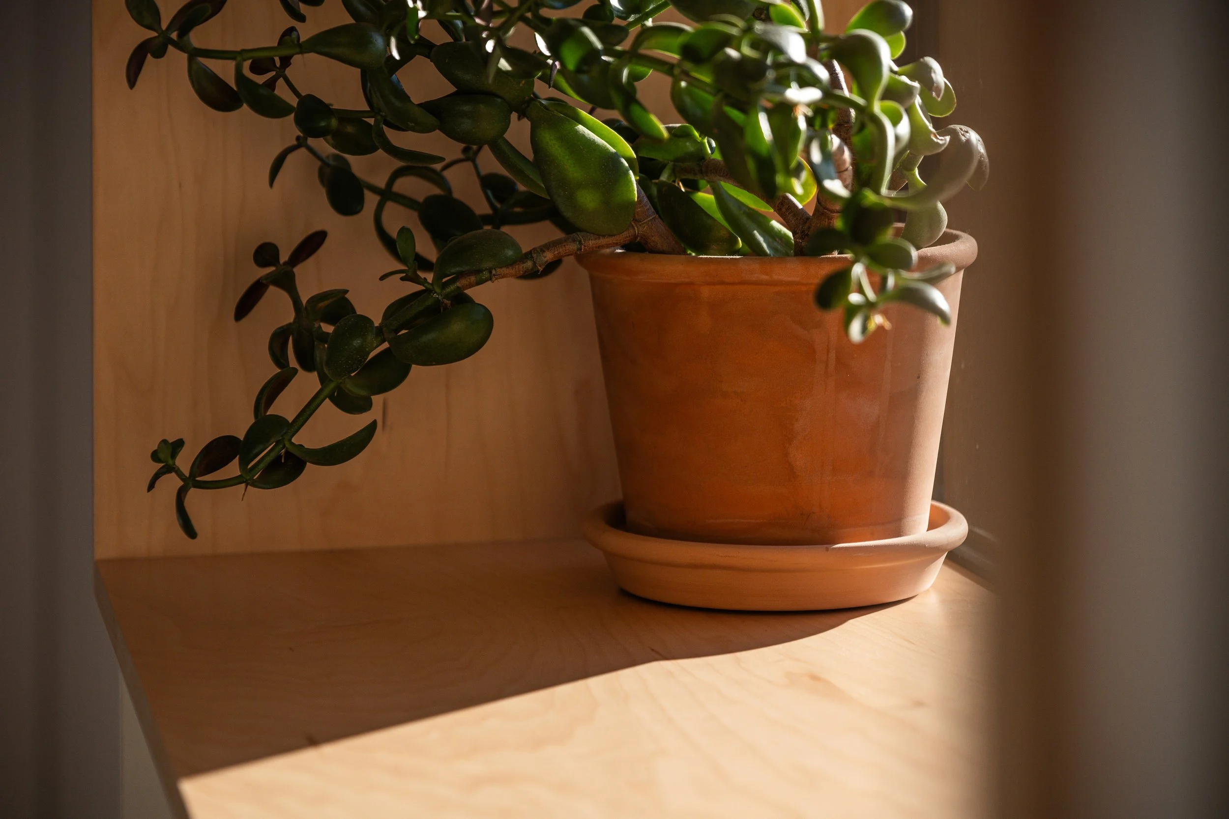 A potted jade plant with thick, dark green leaves on a wooden shelf, illuminated by sunlight.