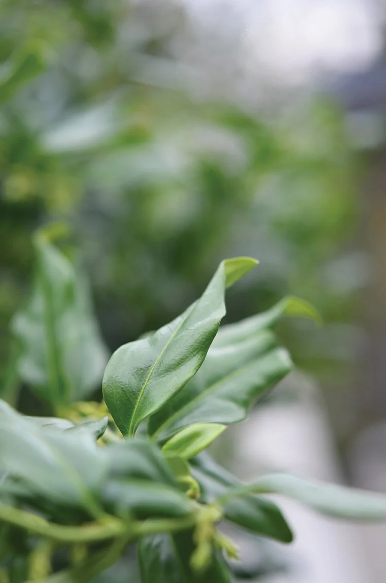 Close-up of green leaves on a plant, with a blurred background.