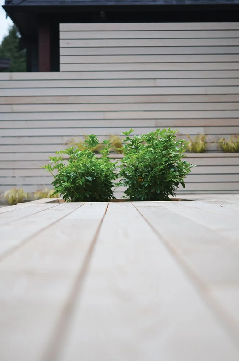 Two green bushes growing through a hole in a white wooden deck outside a modern house with horizontal siding.