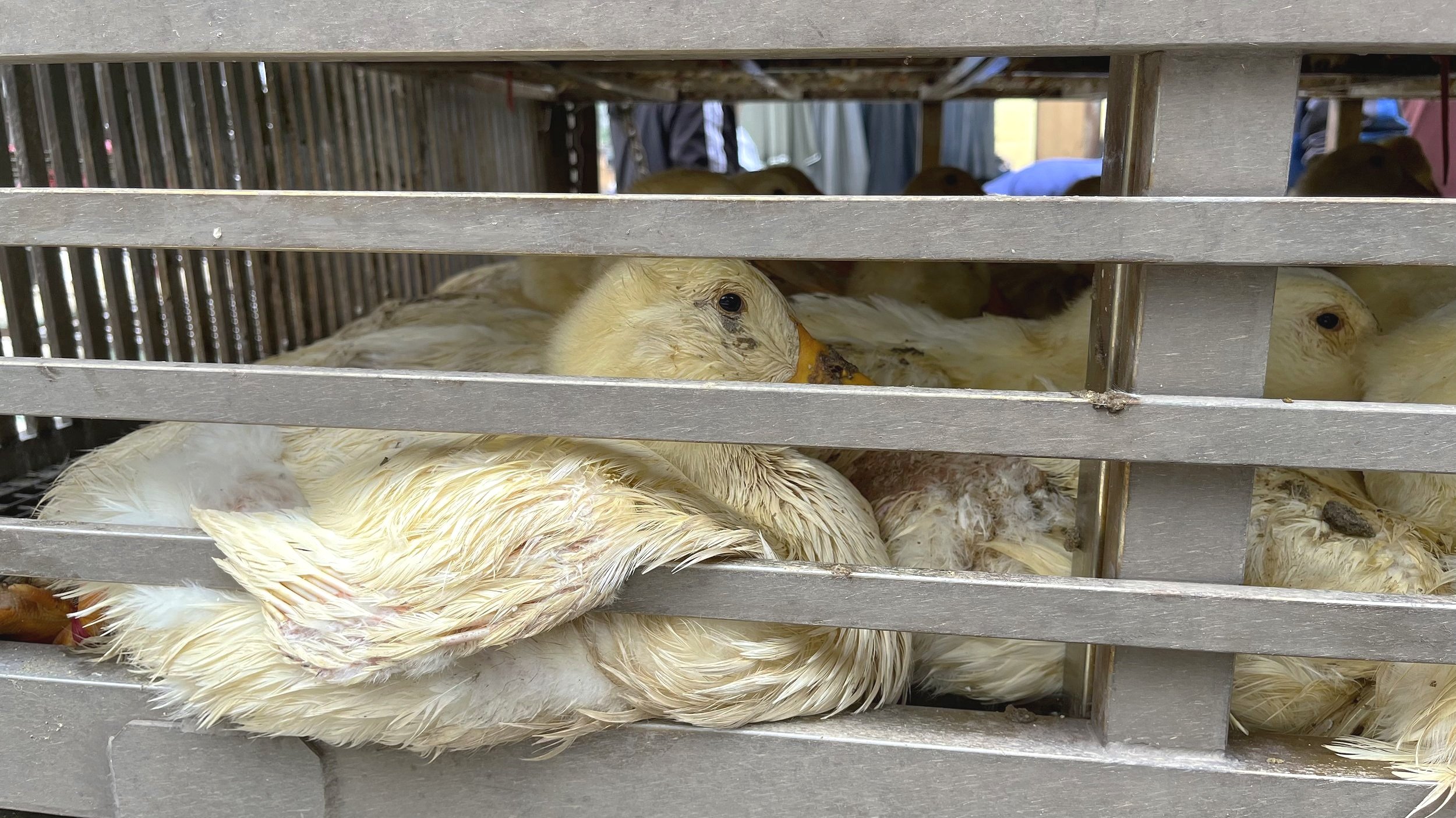 0 Duck in crowded truck - close-up.jpg