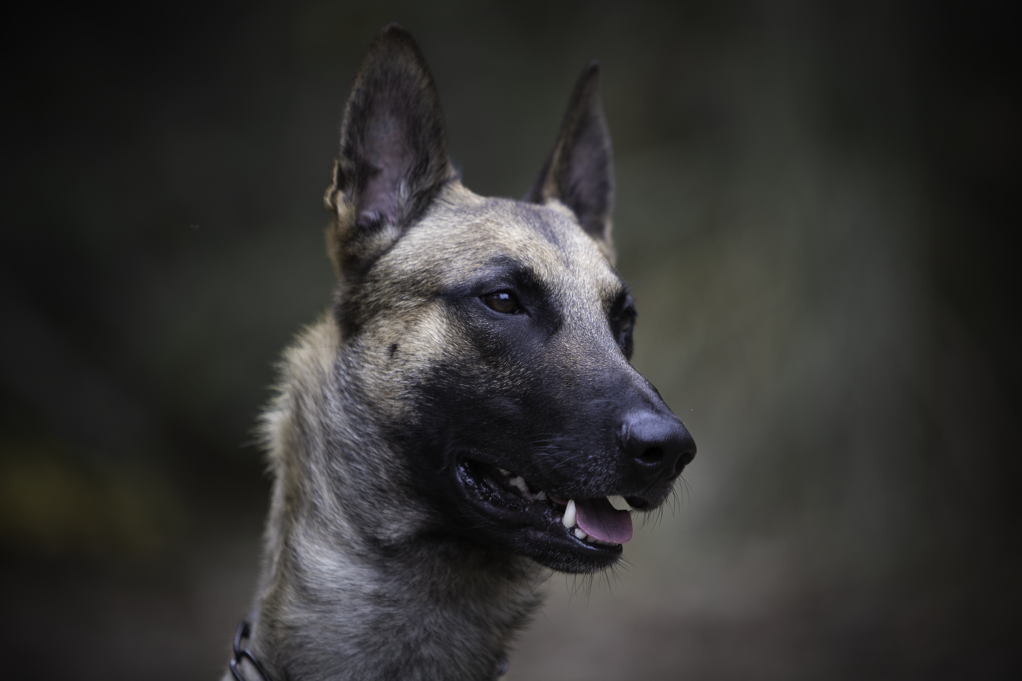 Python La Maschera di Ferra