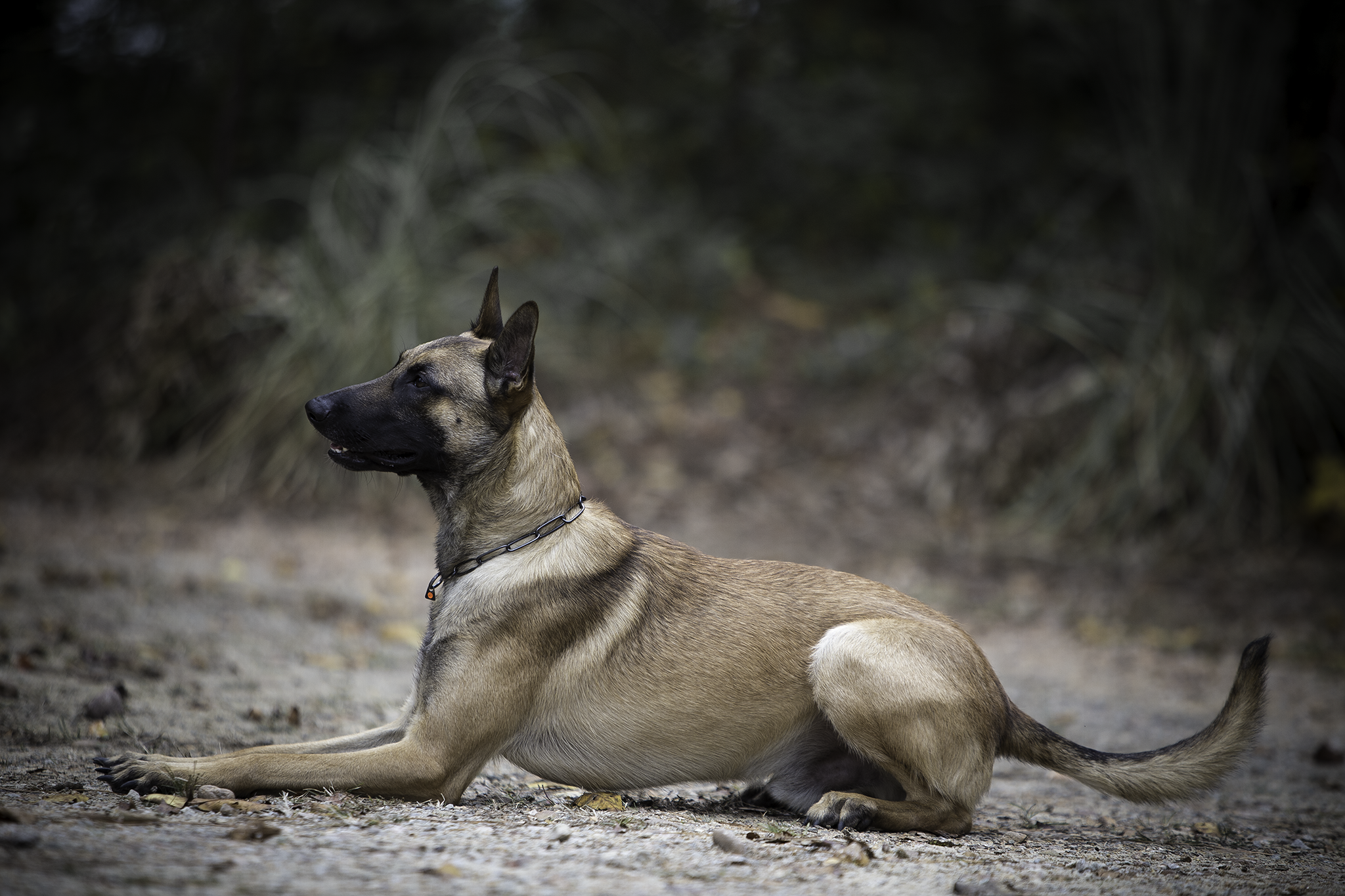 Python La Maschera di Ferra