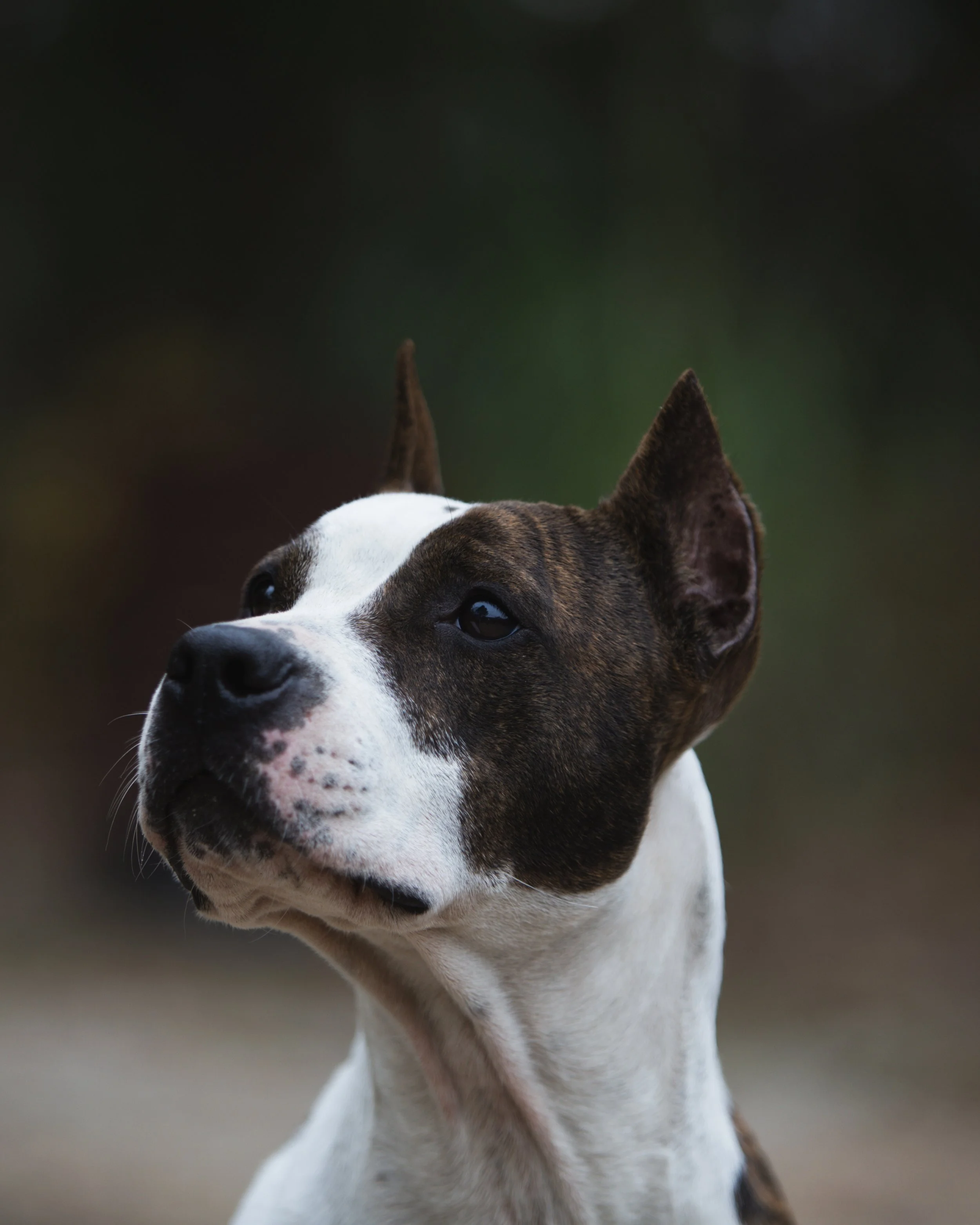 Esoteric's Mississippi Dixie Lady