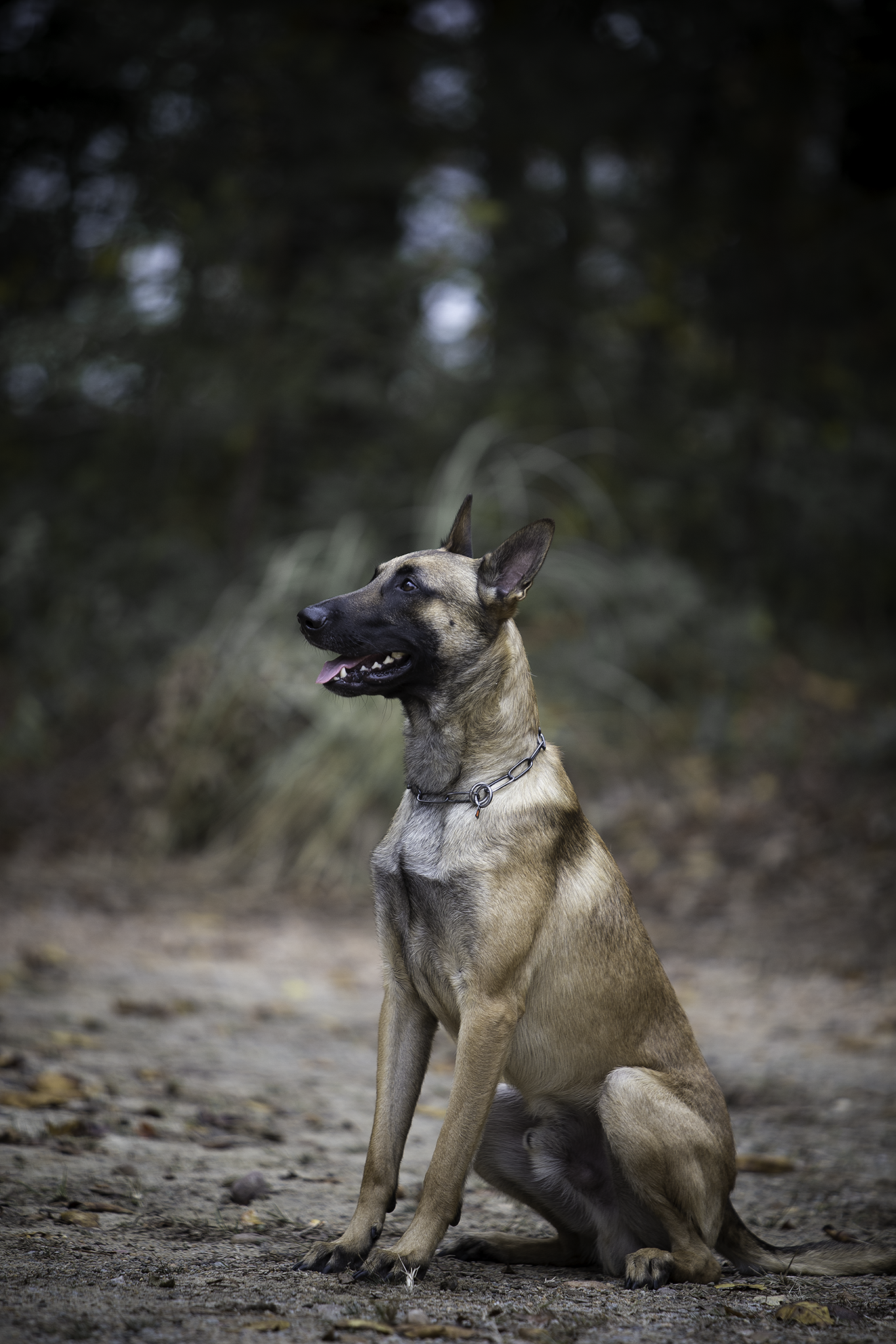 Python La Maschera di Ferra