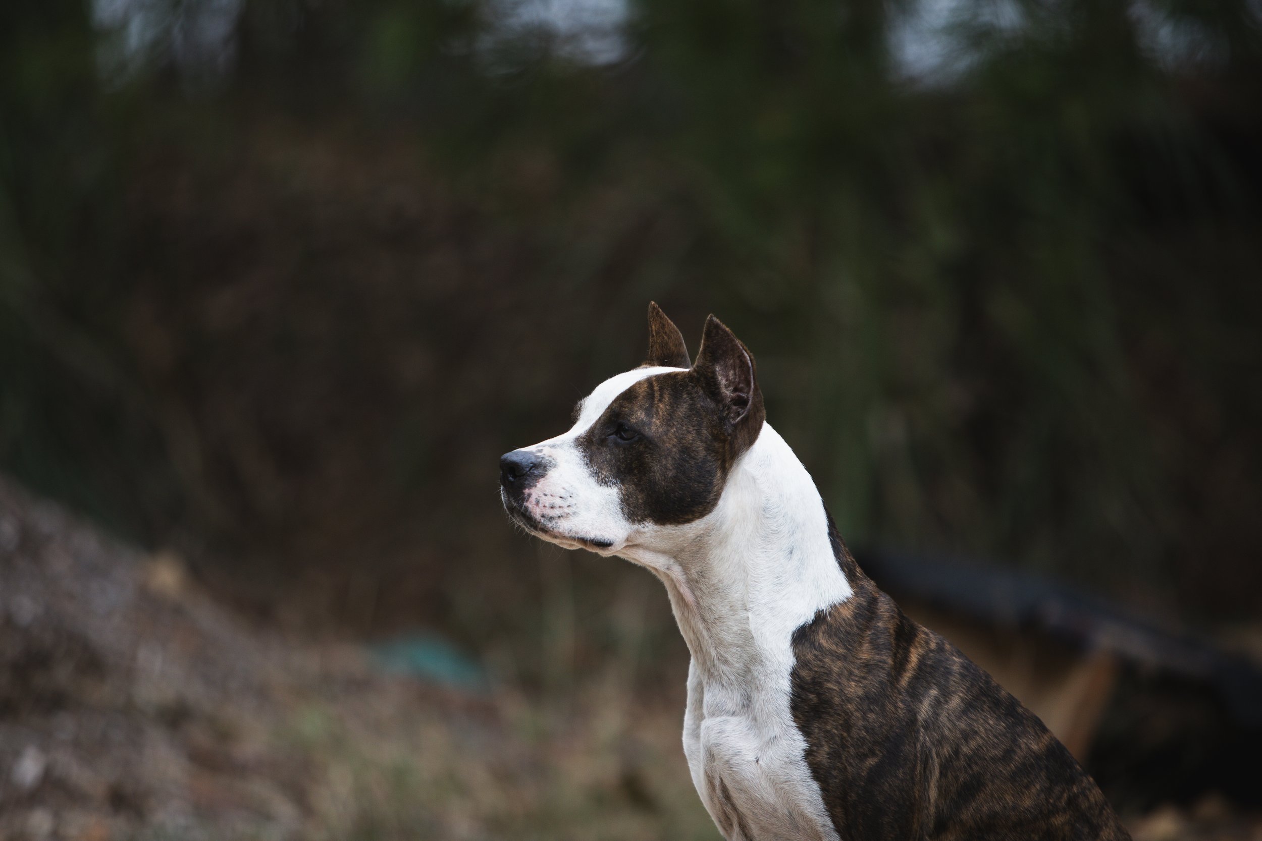 Esoteric's Mississippi Dixie Lady