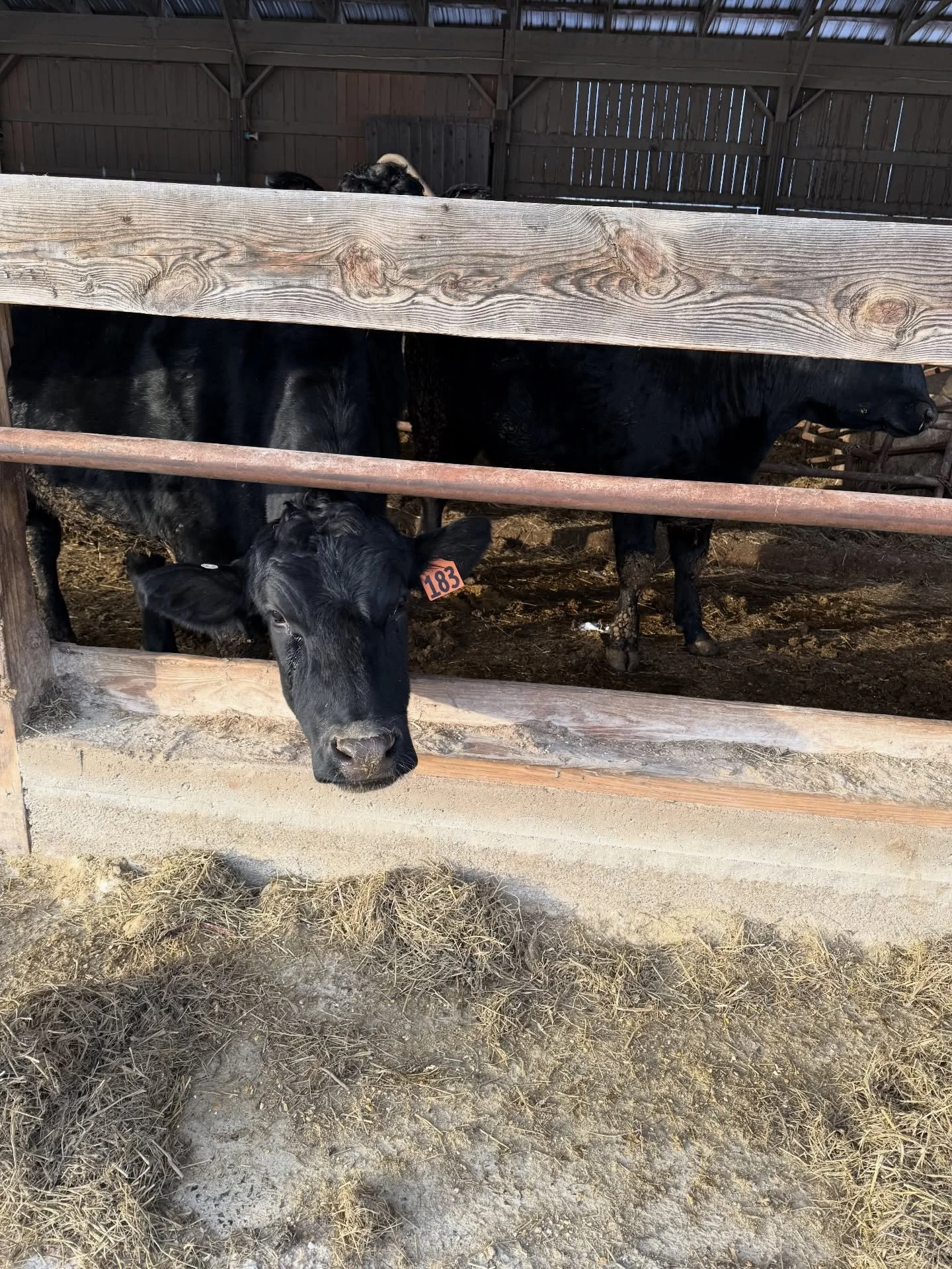 Morning chores ✅

Even in the coldest months, our cattle have fresh feed, clean shelter, and daily care. Good beef starts long before it reaches your plate. 

Happy New Year from our herd 🎊🐄

#boydenbeef #localfarm #farmtotable #grassplus #vermontf