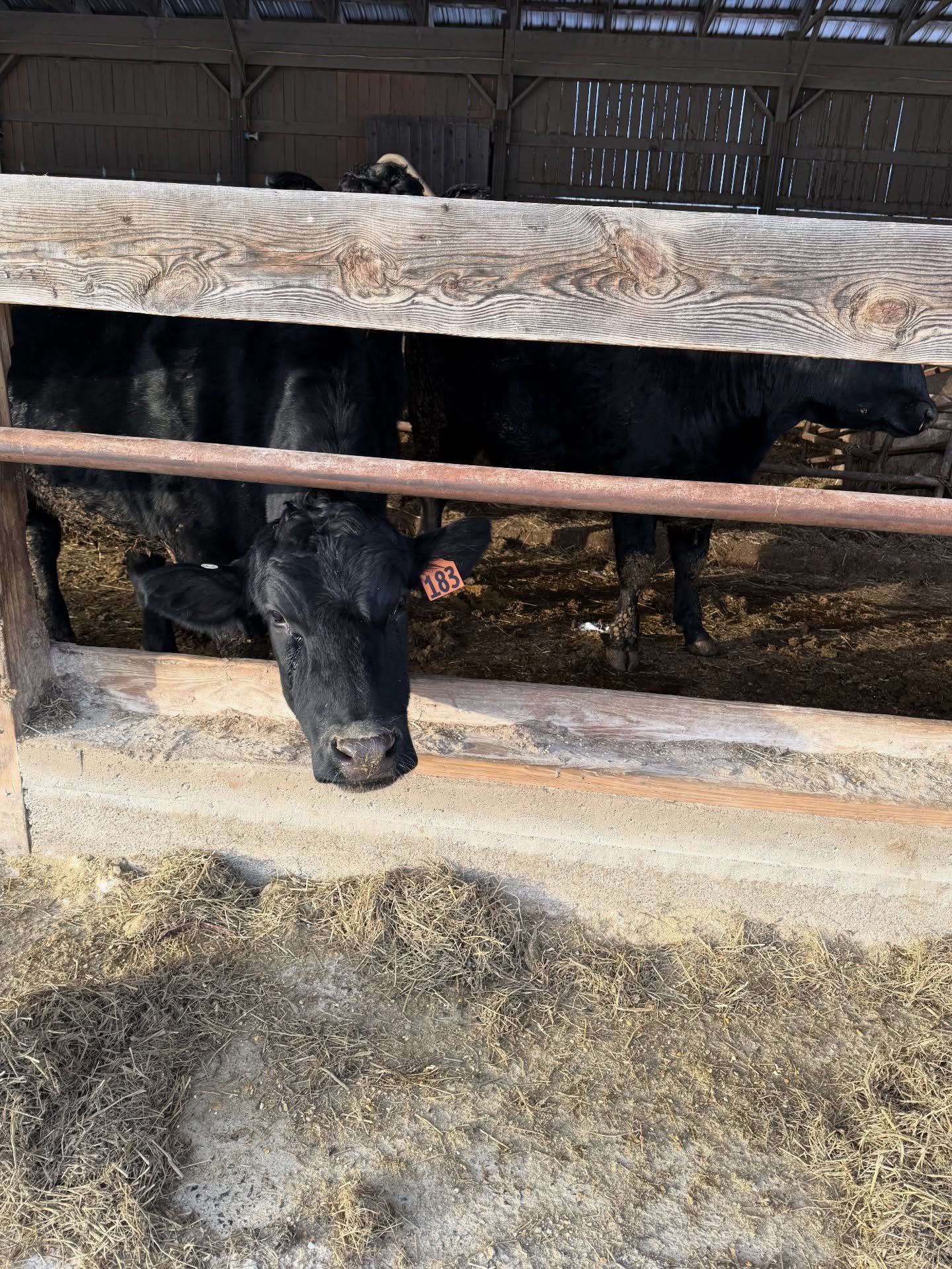 Morning chores ✅

Even in the coldest months, our cattle have fresh feed, clean shelter, and daily care. Good beef starts long before it reaches your plate. 

Happy New Year from our herd 🎊🐄

#boydenbeef #localfarm #farmtotable #grassplus #vermontf