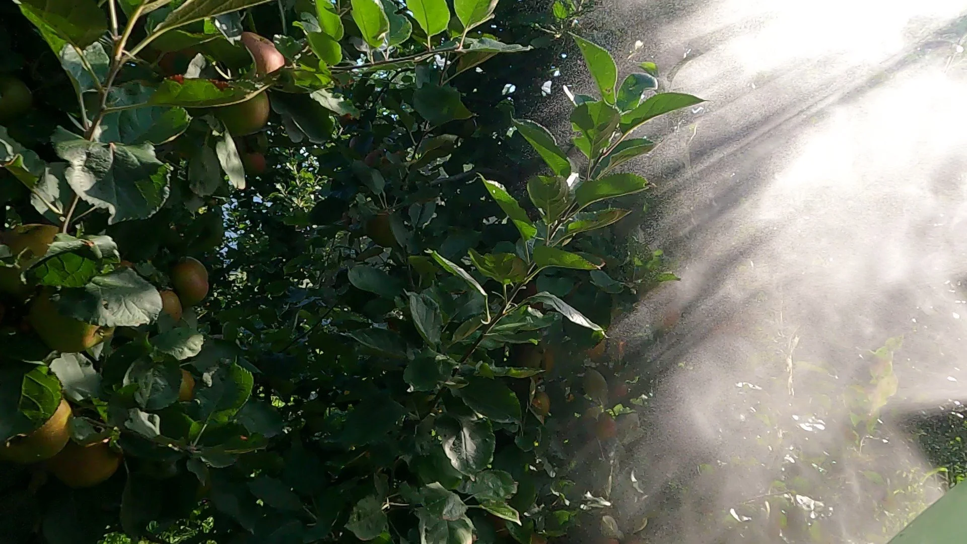 Orchard sprayer misting apple trees