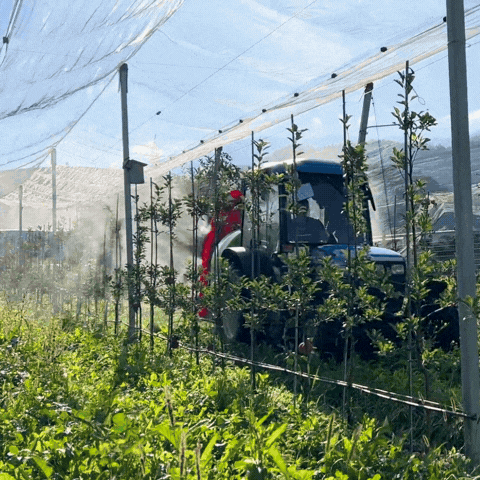 Orchard and Vineyard 