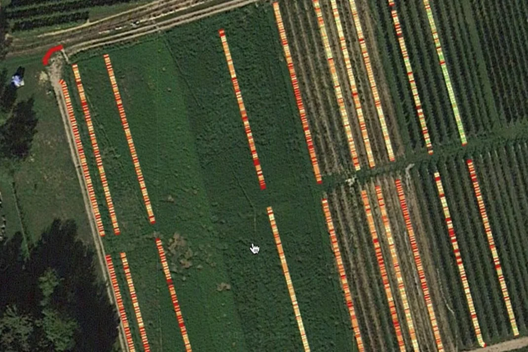 Aerial view of tulip fields with colorful rows in a landscape