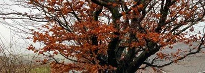 Karen Peters January 2026