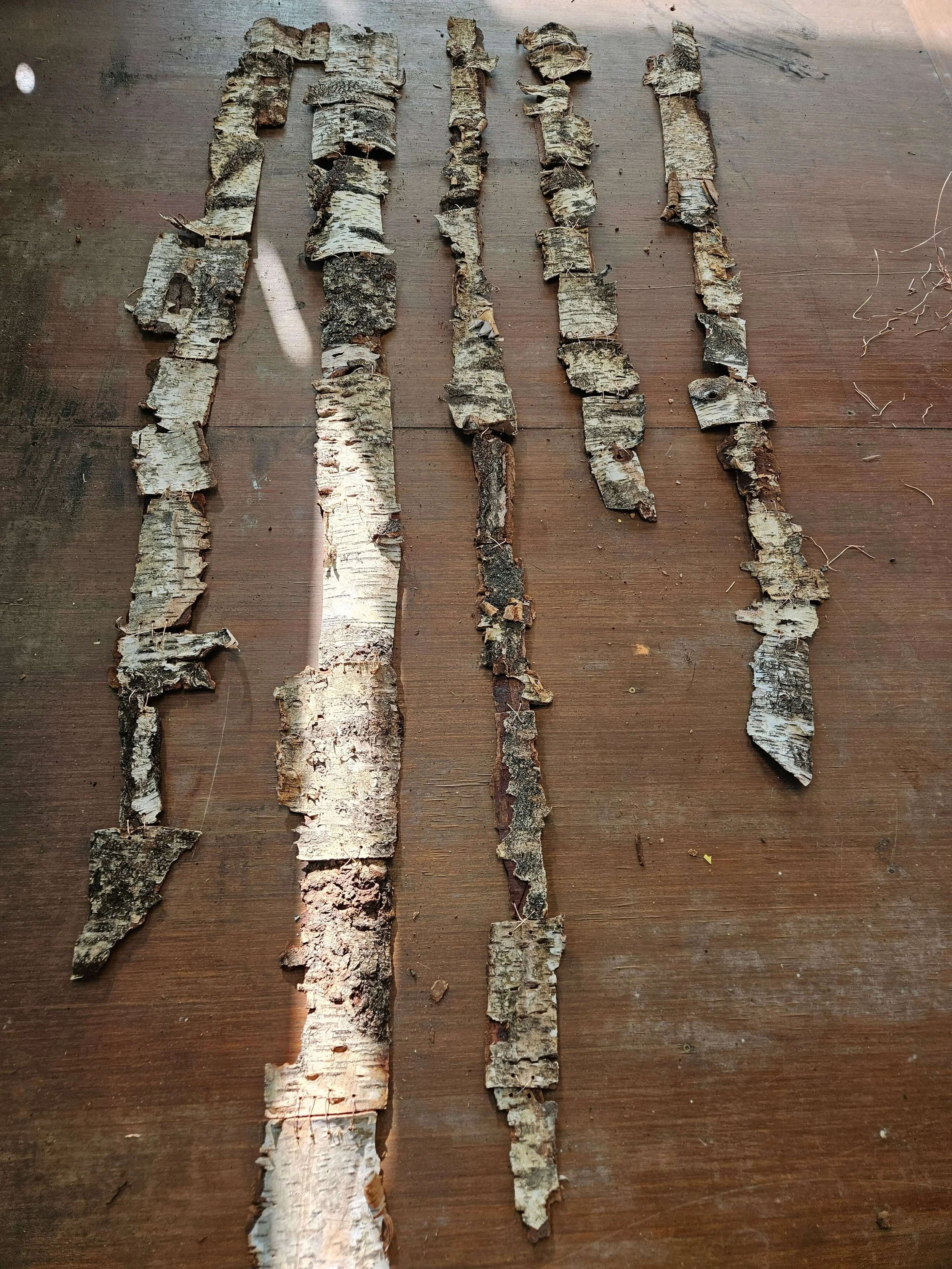 Sally Stafford February 2026