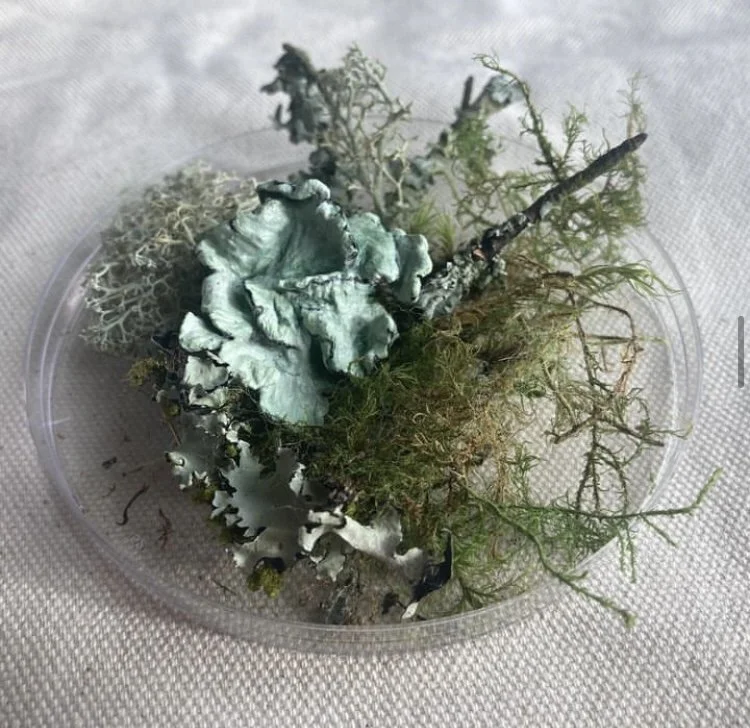 Amy Corcoran January 2023