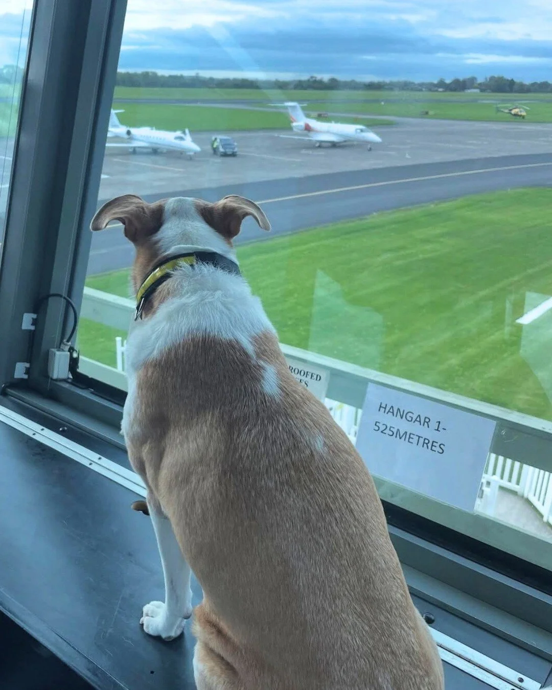 Meet Bob 🐾 - loyal sidekick to @rogwills, our Safety Manager who also works in the tower. 

When he&rsquo;s not keeping an eye on the skies (and the biscuits), Rog is also a flying instructor for @yorkshireaviationacademy and a retired @british_airw