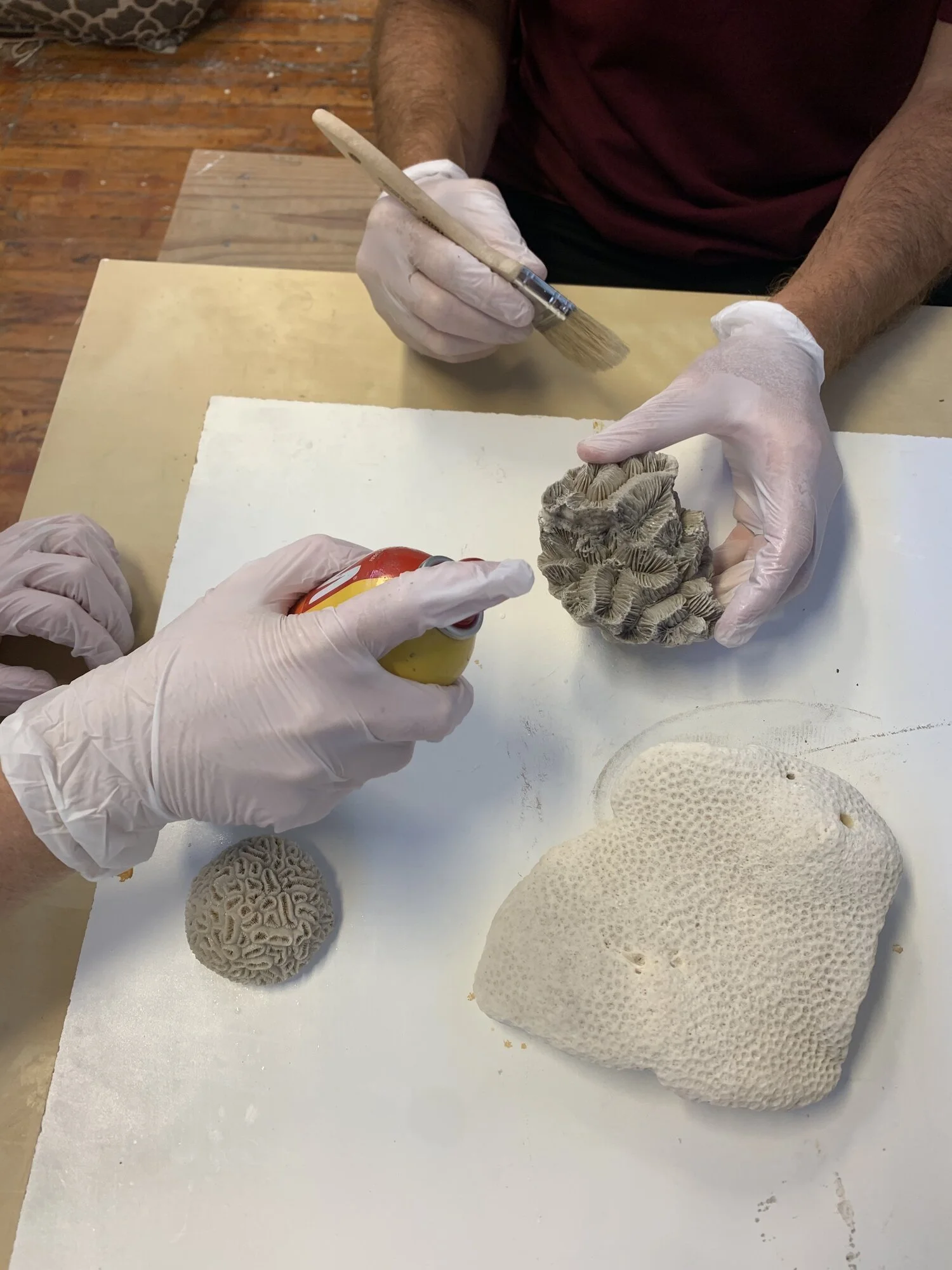 Two people wearing gloves working with clay coral specimens, one is spray painting and the other is holding a paintbrush.