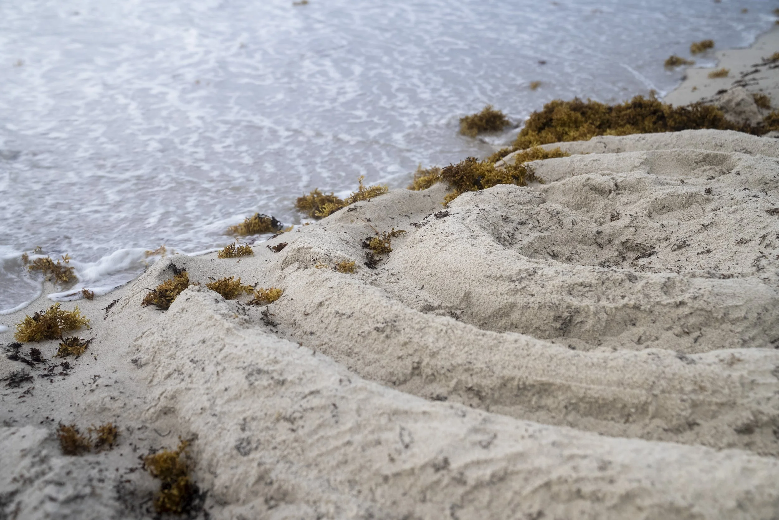 2025_05_05 Lauren Sandart At Beach by Alex Markow-01457.jpg