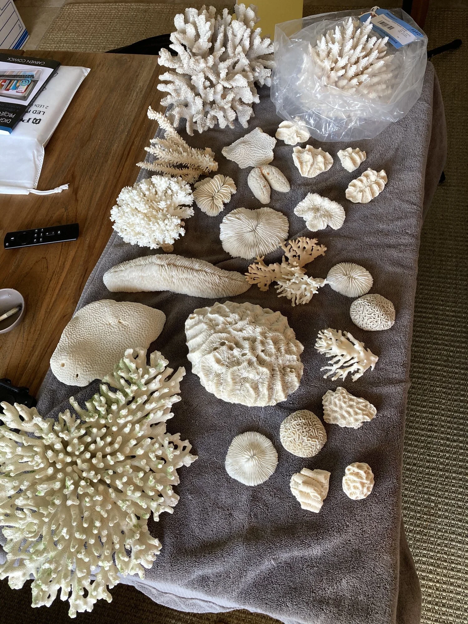 Collection of various white coral pieces and shells displayed on a gray cloth on a wooden table.