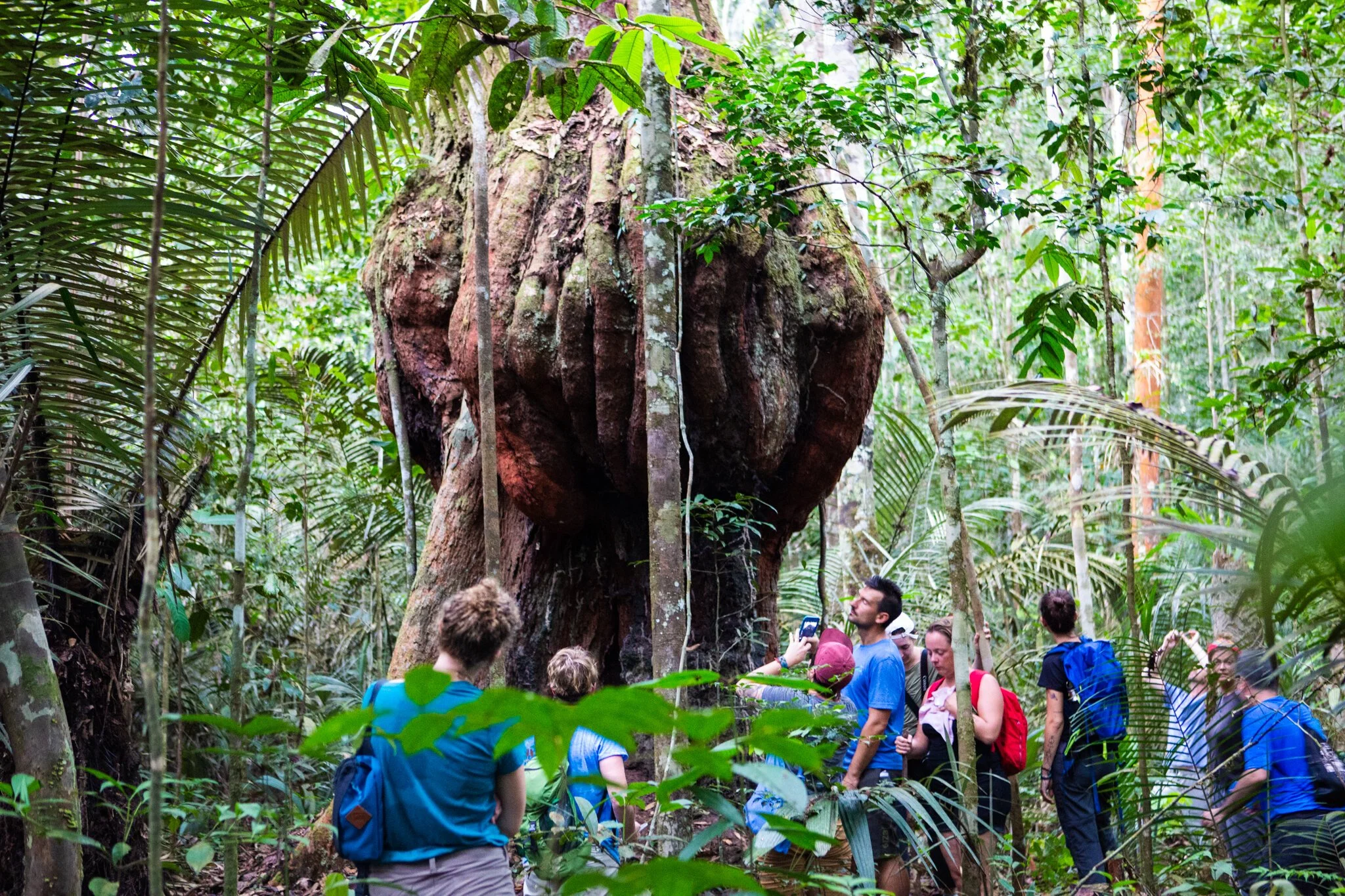 Group of people touring a dense jungle with a large, thick tree.
