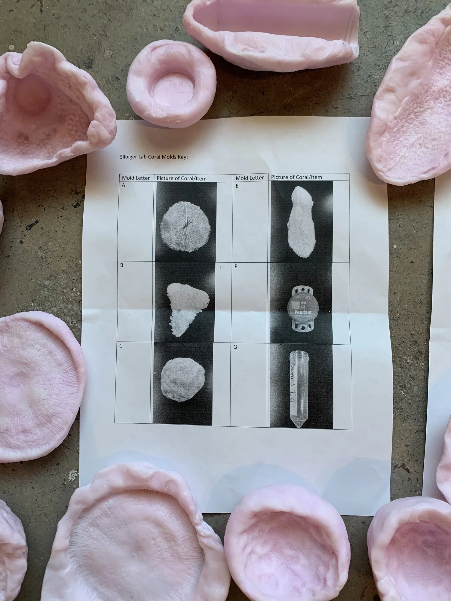 Several pink coral silicone molds surrounding a chart with images of different coral types and laboratory items.
