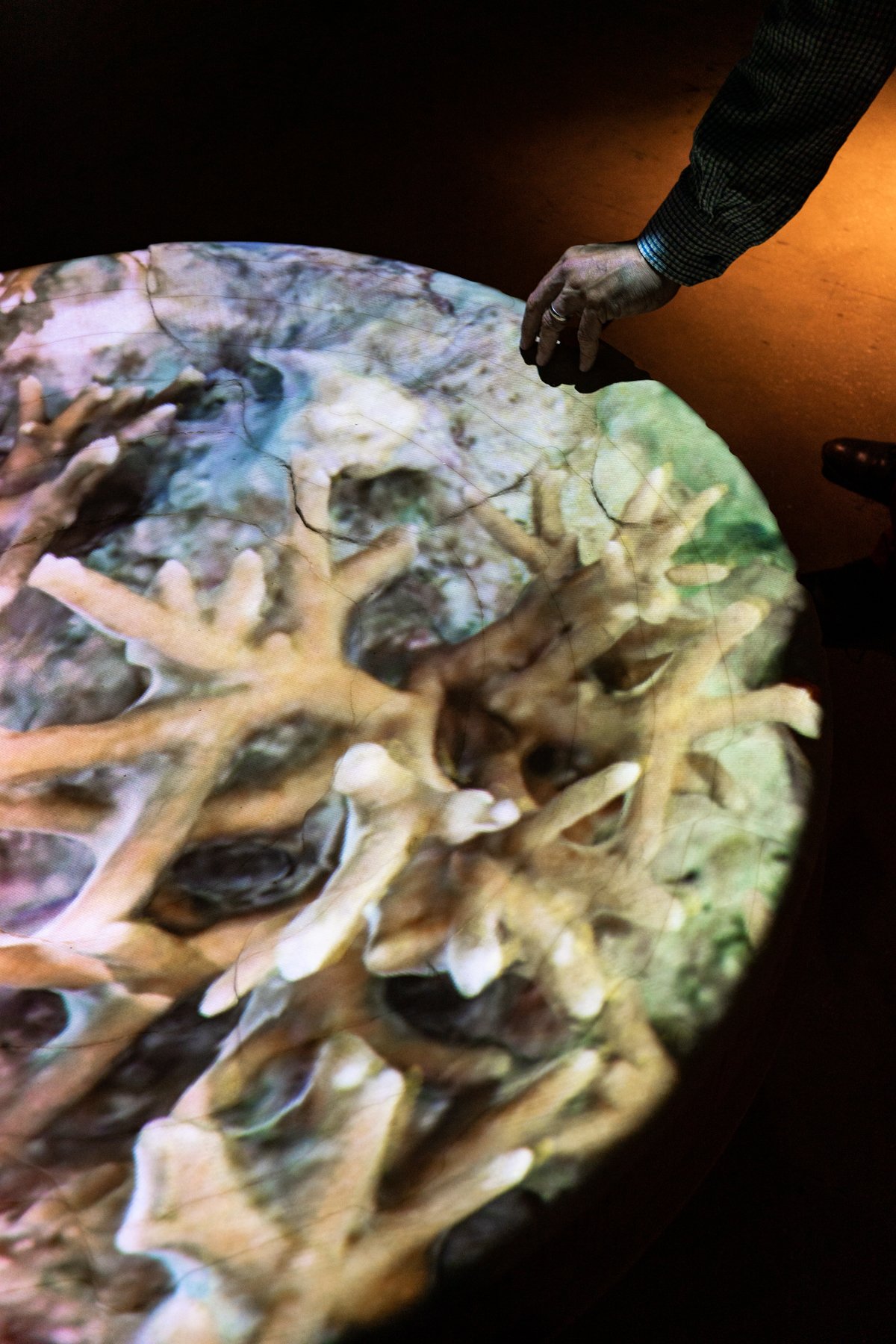 “Coral Portal,” a ceramic sculpture by Lauren Shapiro, features a projected 3D animation of restored Elkhorn coral from Carysfort Reef, highlighting marine conservation and underwater ecosystems.