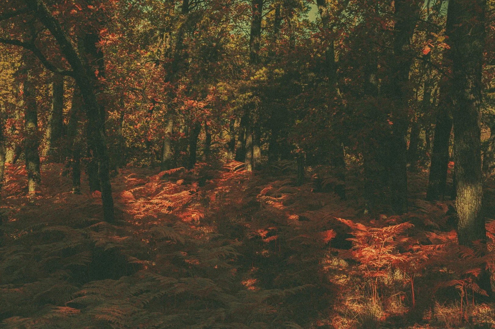 DSC_6168 (Grande).jpg