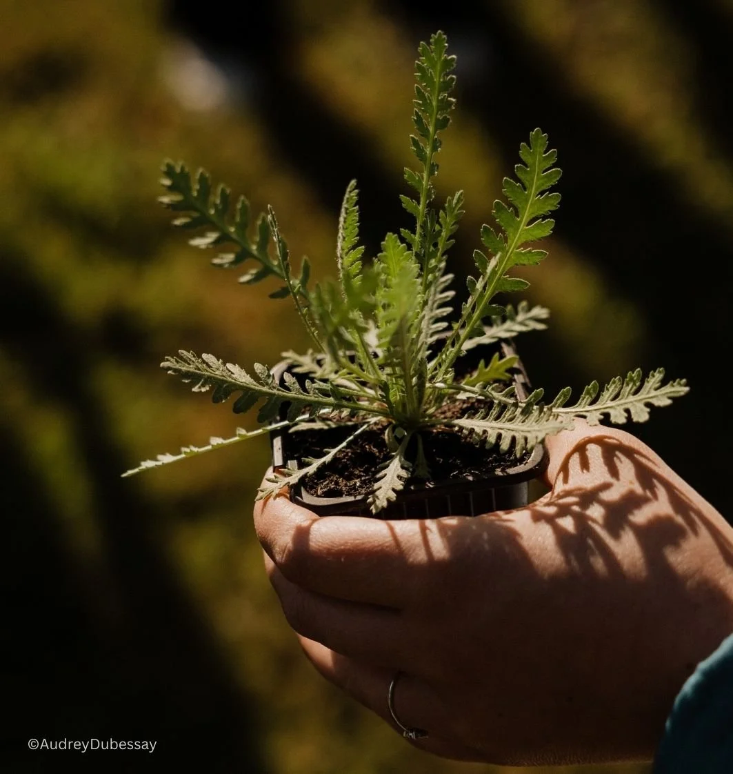 Nous cultivons des plantes aromatiques, fleurs comestibles et à couper, fruits et légumes pour la composition du menu de votre grand jour.
