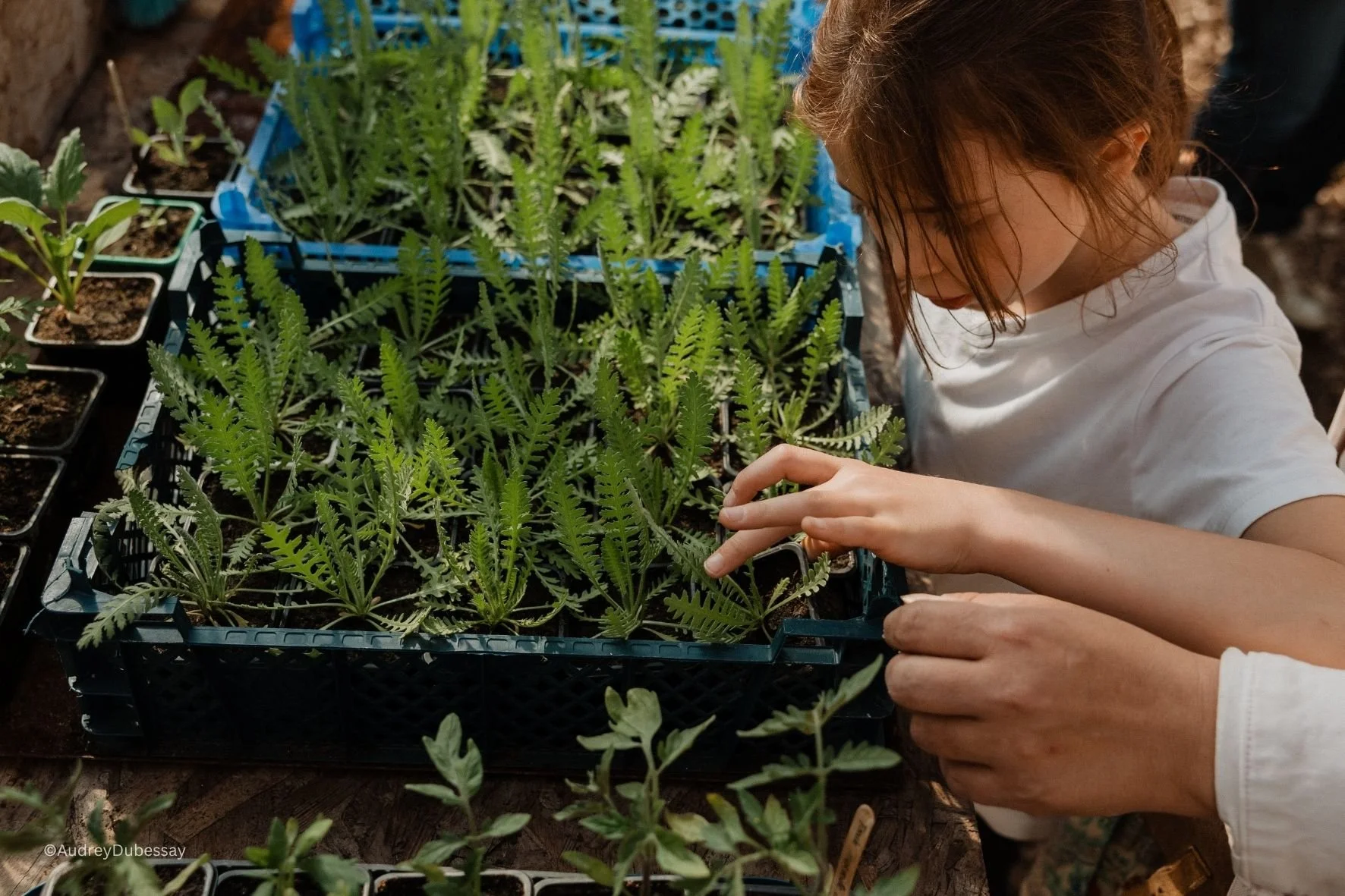 Une jeune fille regarde et touche des jeunes plants de fougères en pot, disposés dans une caisse en plastique, dans une serre ou un jardin.