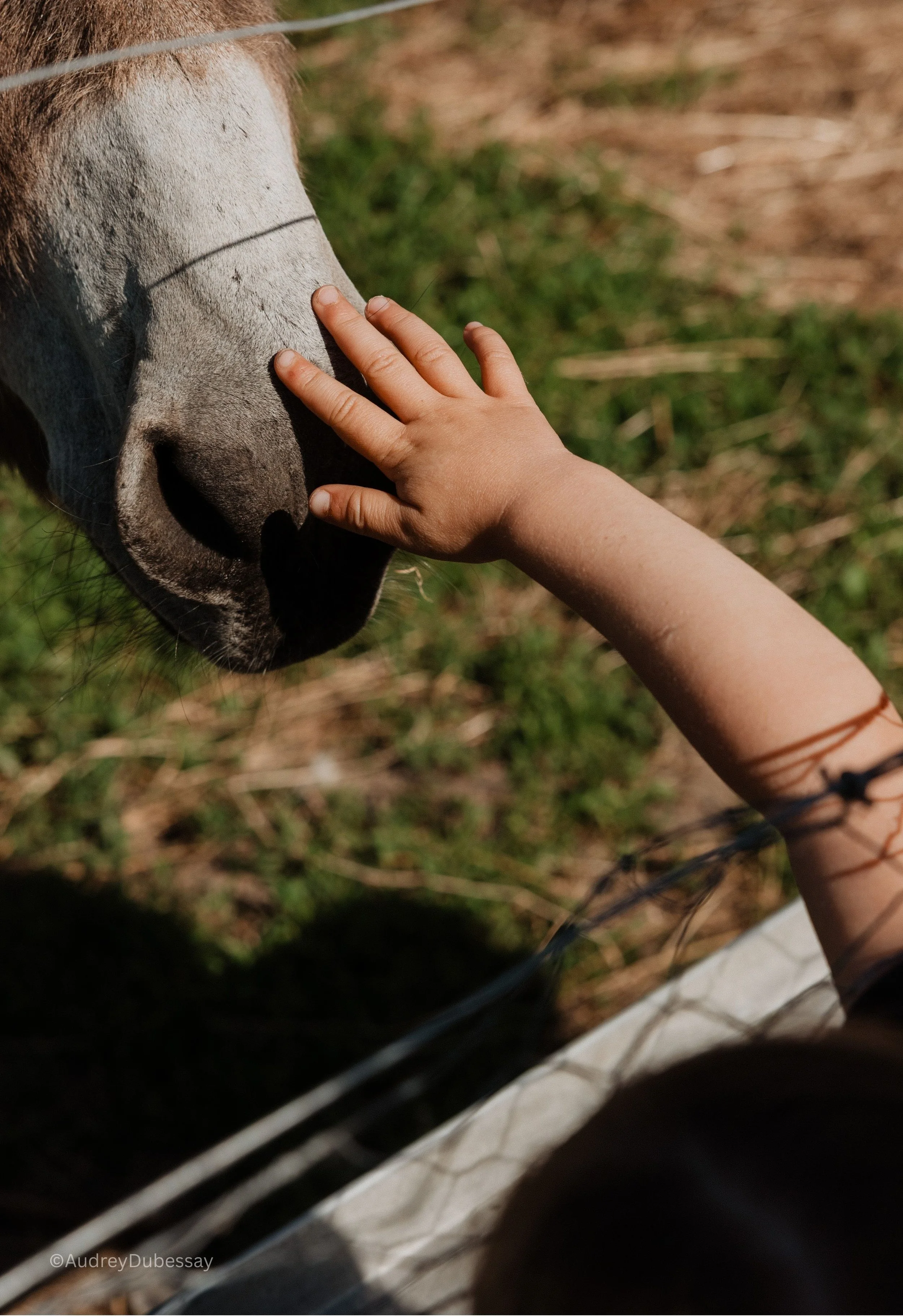 Une main d'enfant touche le nez d'un cheval.