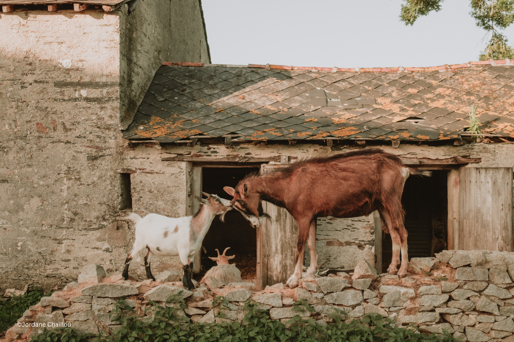 Animaux de la ferme Maison de Campagne Traiteur.png