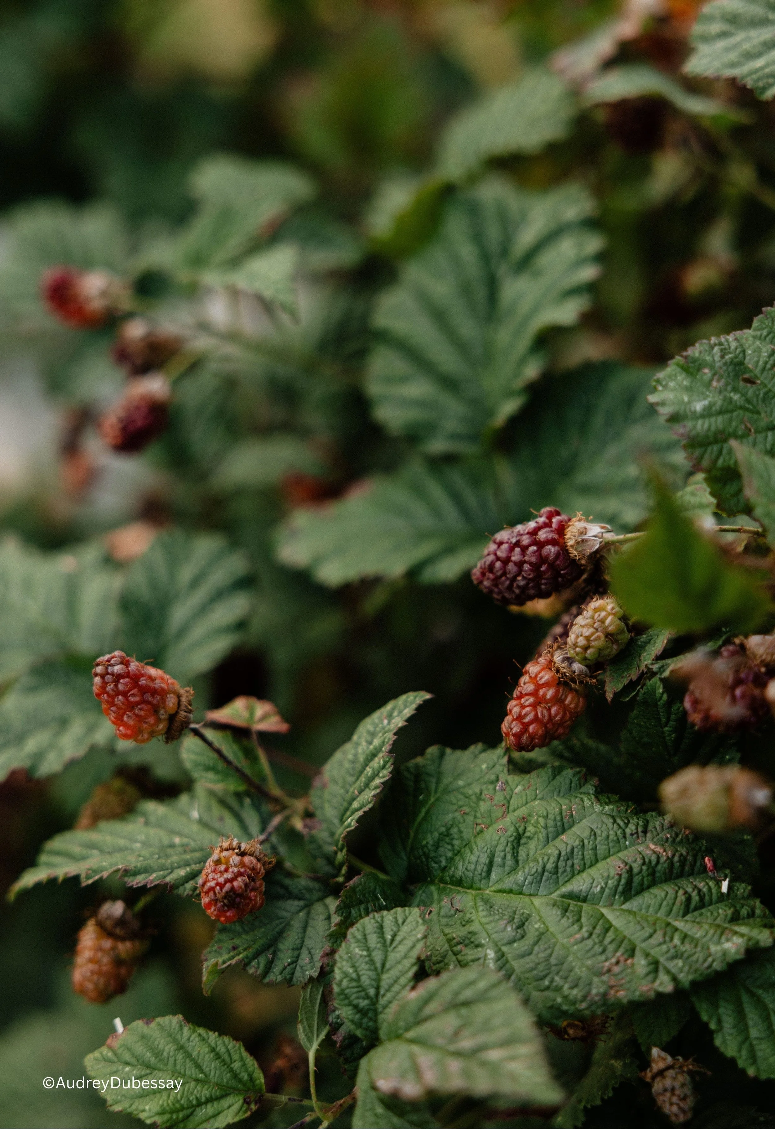 Framboises du jardin - traiteur Anjou.jpg
