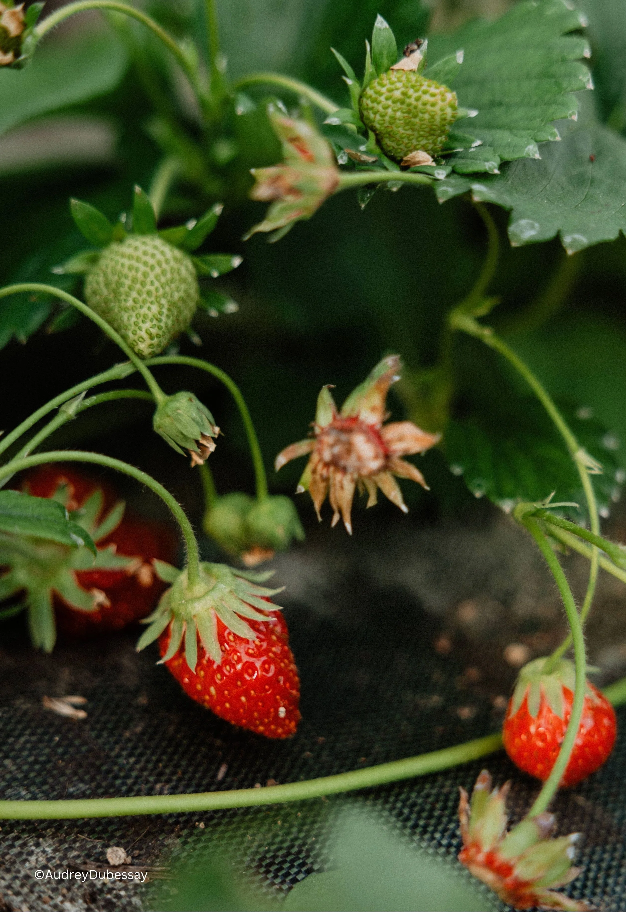 Fraise Maison de Campagne _ traiteur Maine et Loire.jpg