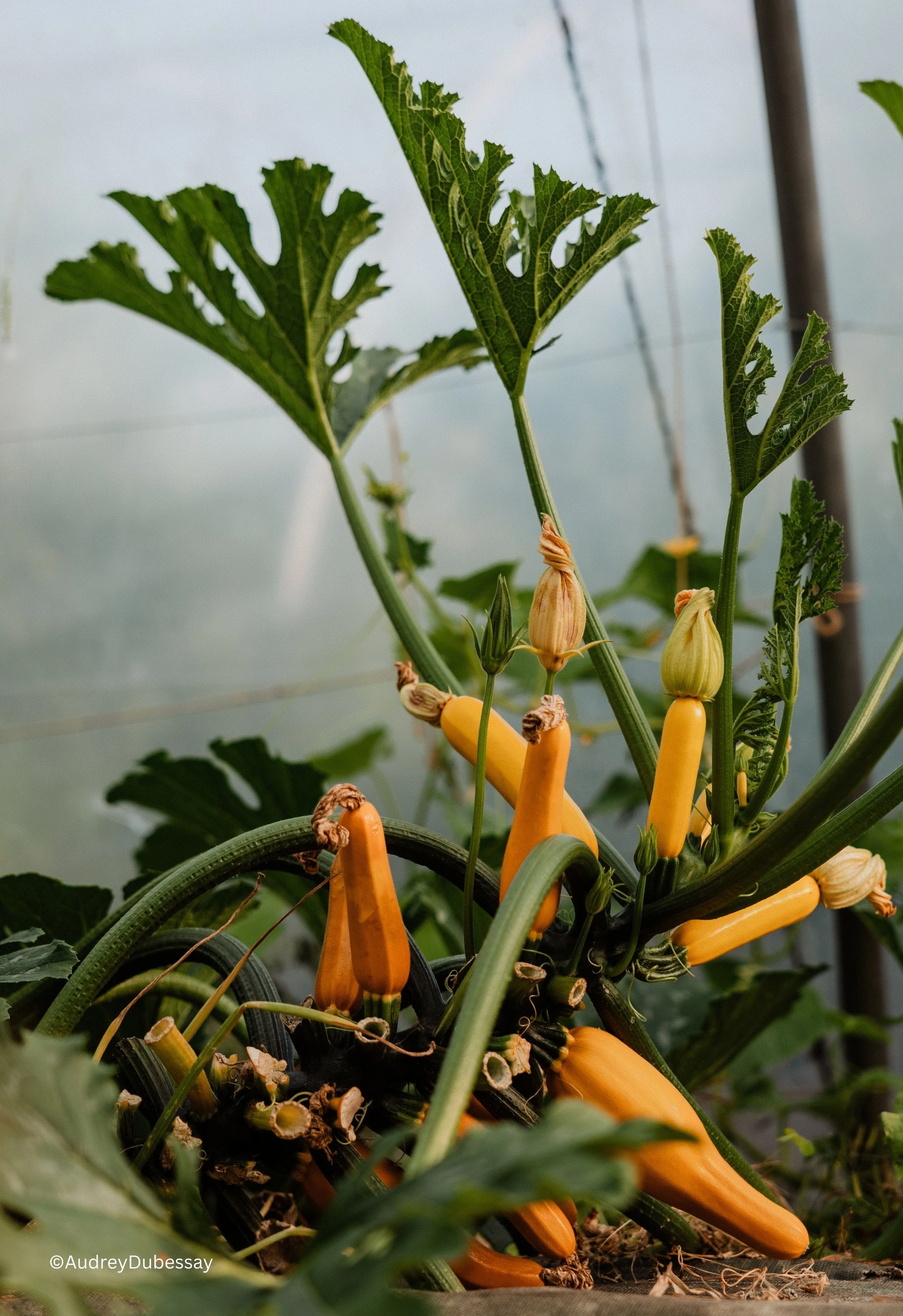 Production légume au jardin Maison de Campagne.jpg