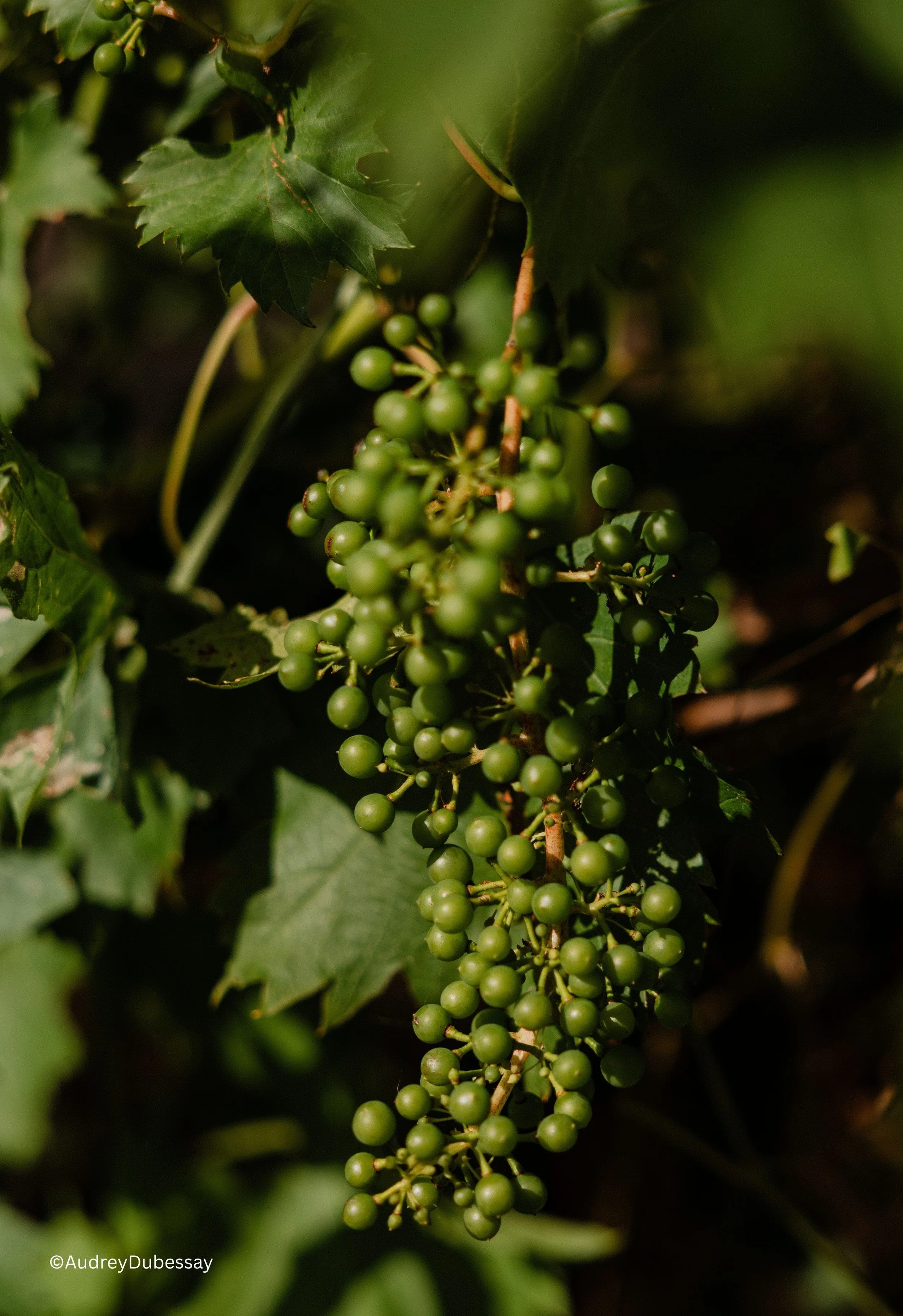 Raisin du jardin Maison de Campagne - traiteur Anjou.jpg