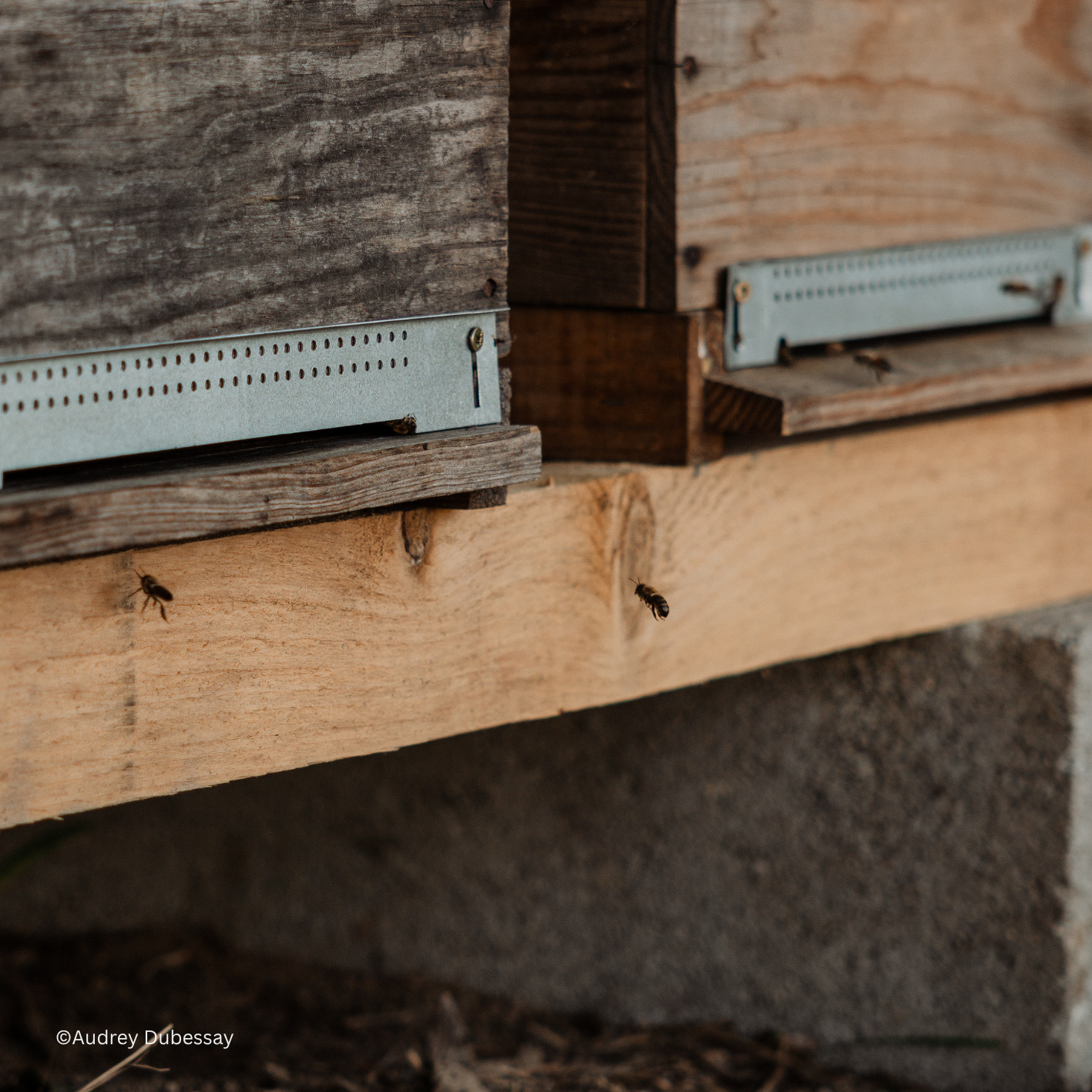 Abeilles traiteur Maine et Loire_Vendée_Loire Atlantique.png
