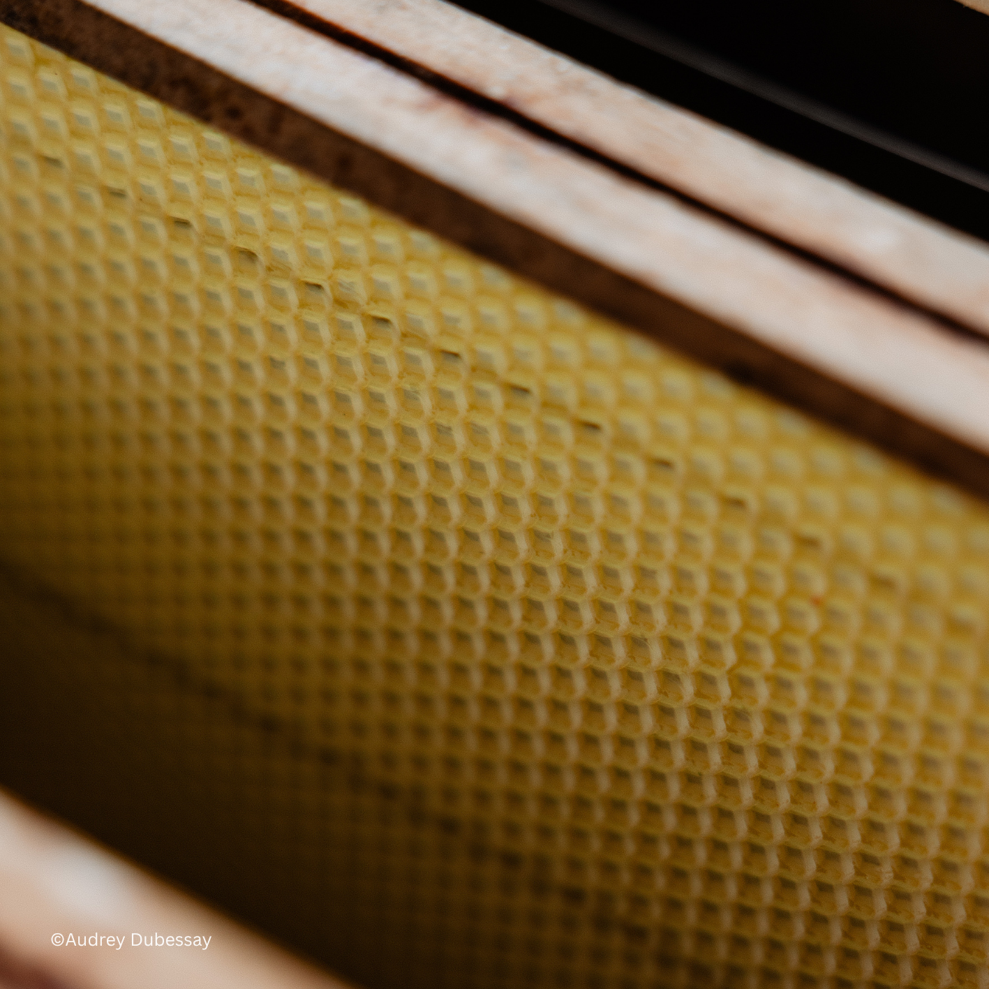 Abeilles Maison de Campagne traiteur.png