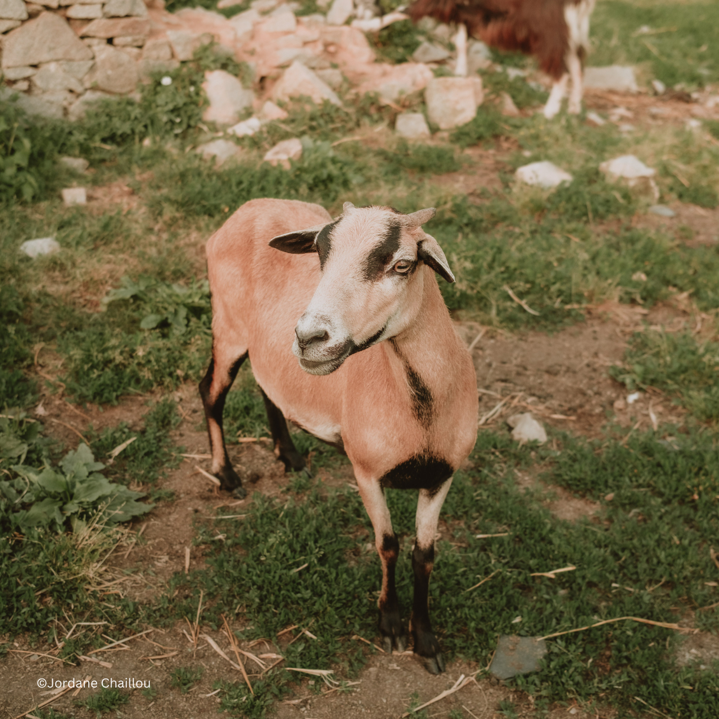 Animaux ferme Maison de Campagne traiteur Angrie.png