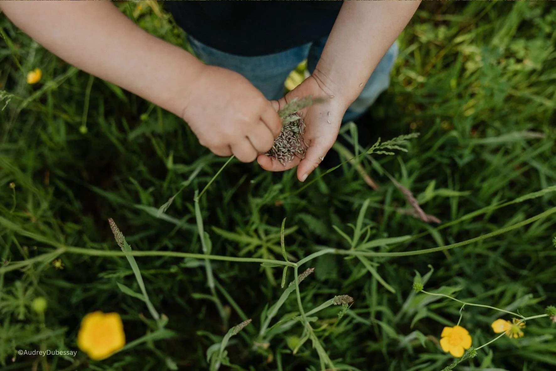 Un enfant cueillant des graines ou des plantes dans l'herbe verte, avec des fleurs jaunes autour.