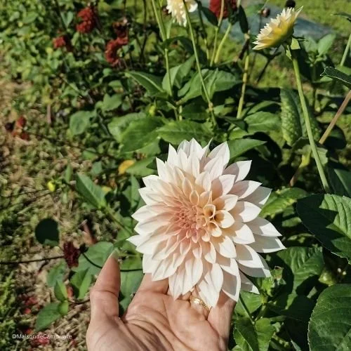Fruits_légumes_fleurs_plantes_cultivés sur la ferme 